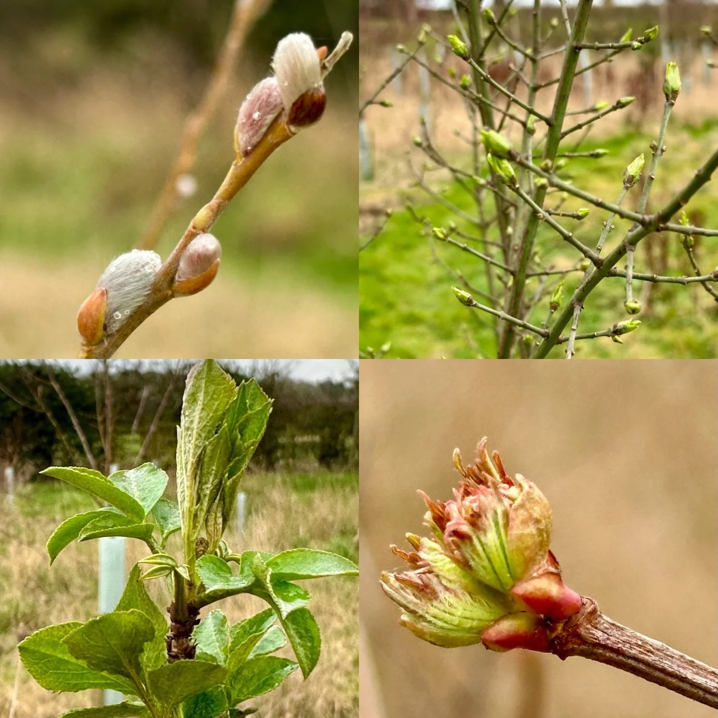 #pomfretswood - ready to BURST into springtime 😁

We recently celebrated 5 years since planting the final tree - every year it&rsquo;s been a thrill to watch the turning if the seasons, though there&rsquo;s something rather special about the reawake