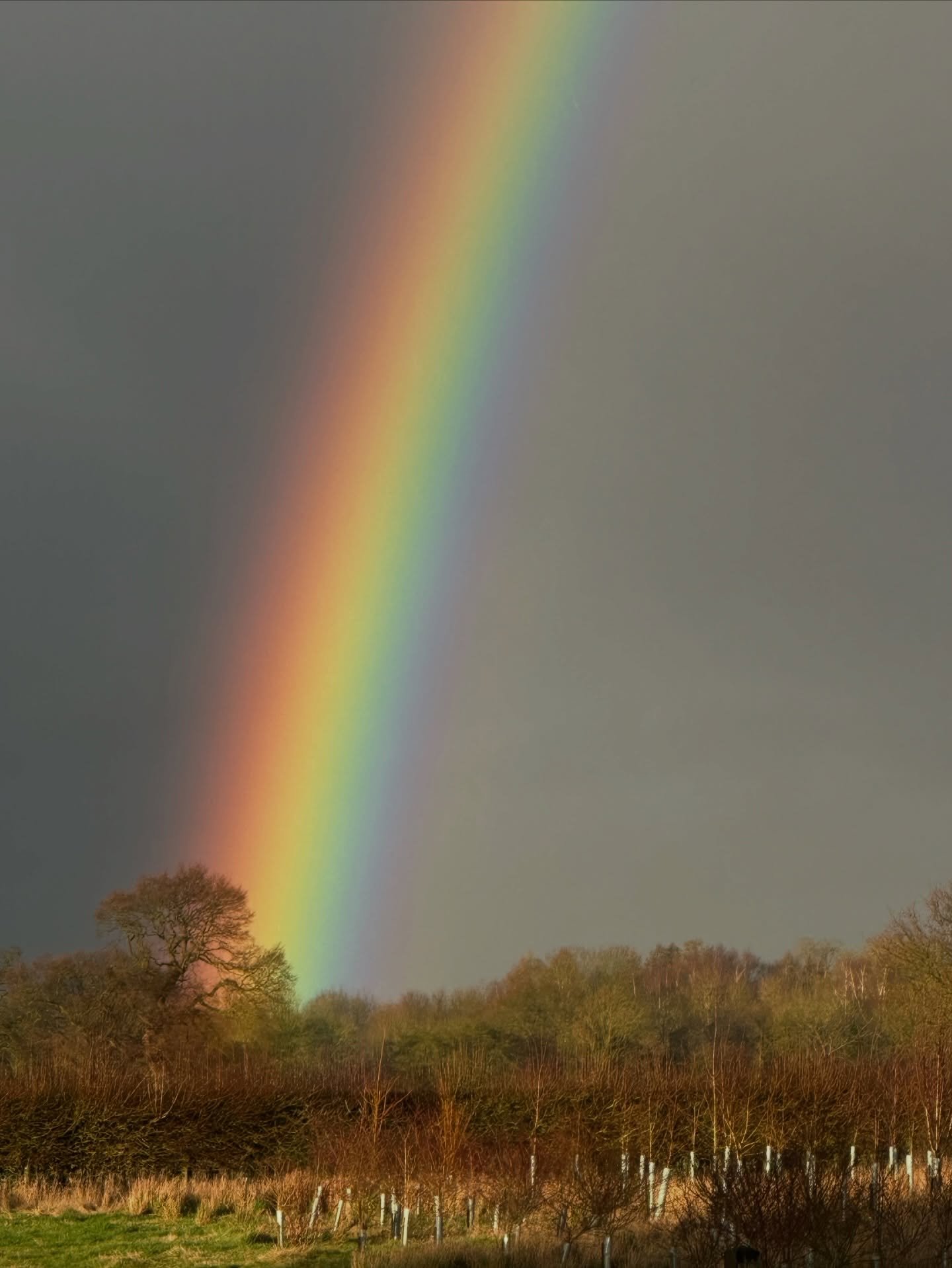 Gosh!
#pomfretswood
#lifeonthelund