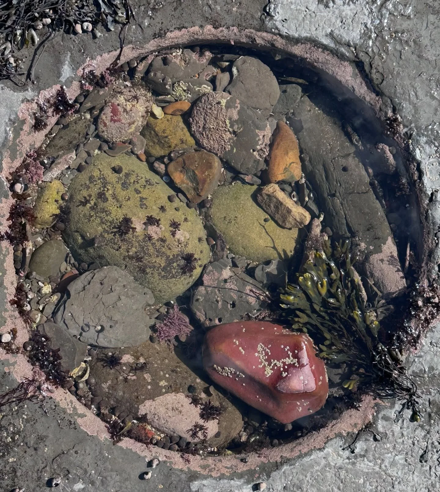 Grand Day Out. 
Beautiful rock pools below Kettleness - Runswick Bay on the North Yorks coast&hellip;
Perfect circles&hellip;