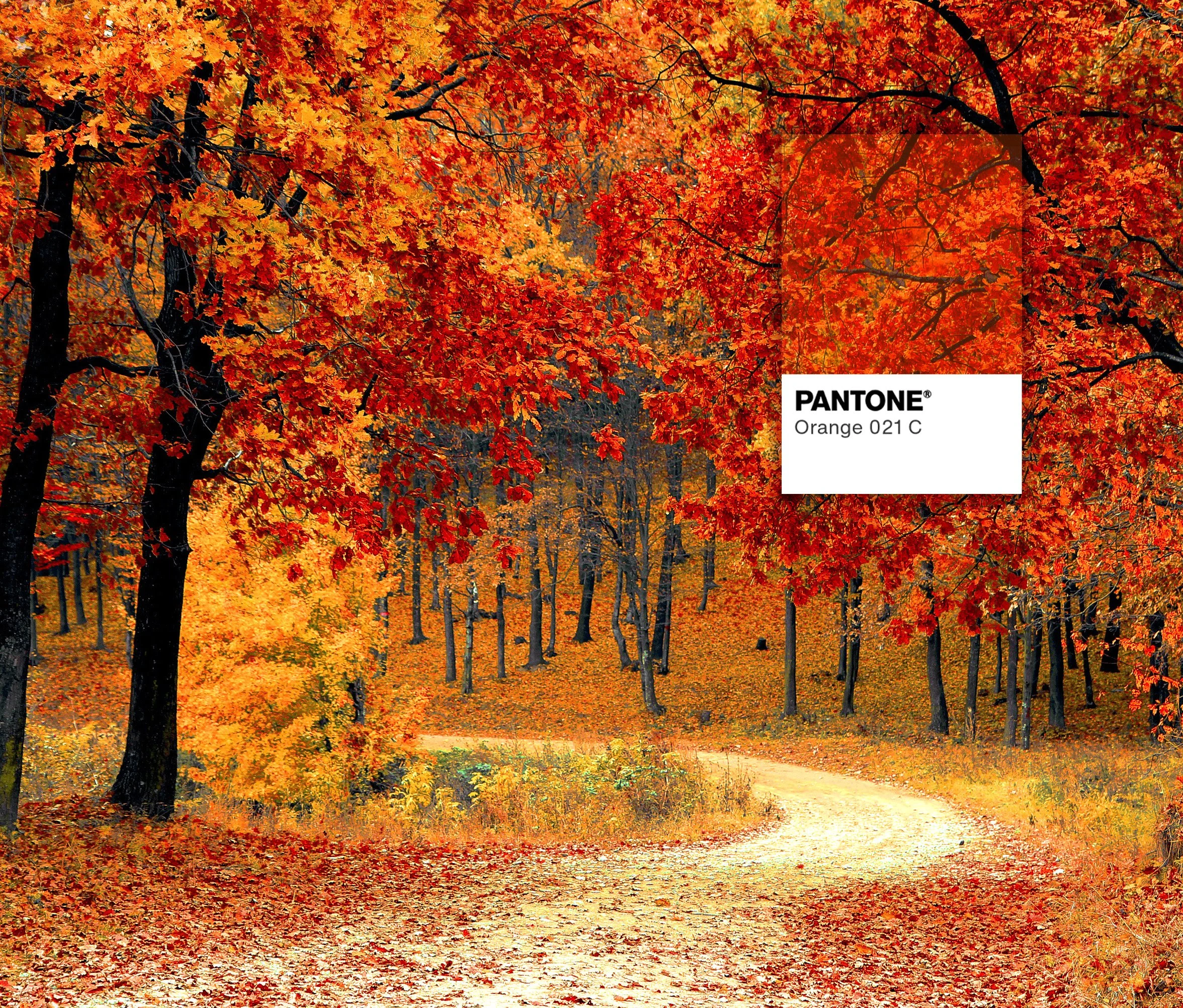 fall-autumn-red-season.jpg