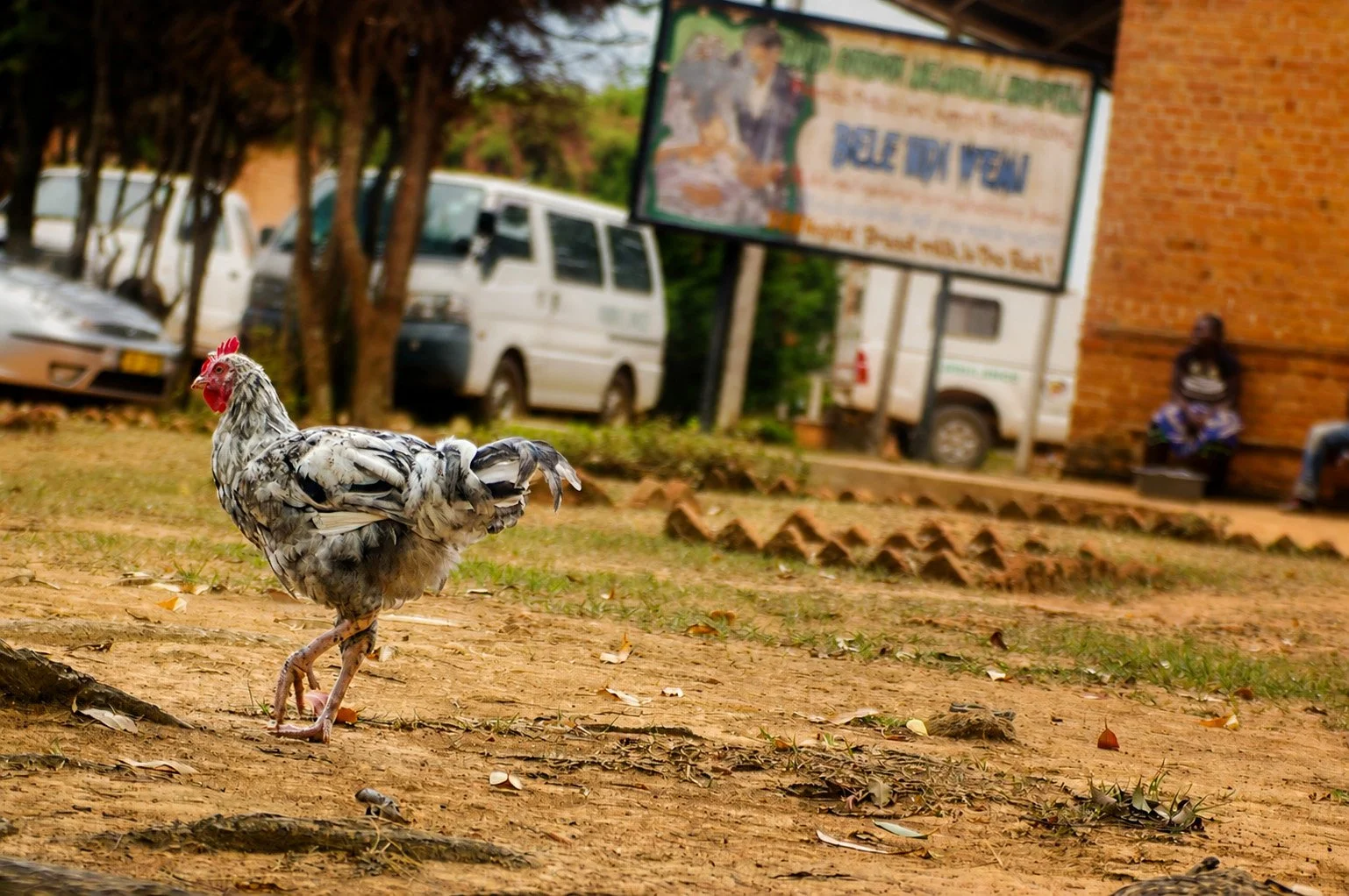 Chicken-Run-PSD.jpg