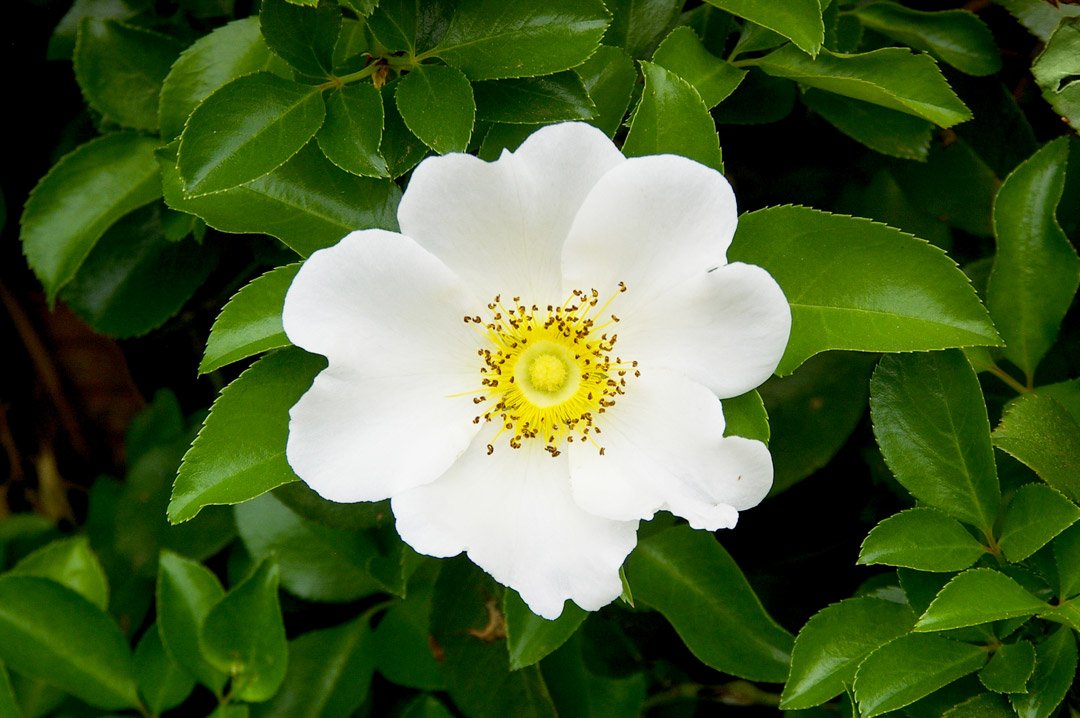 Malawi_Flower.jpg