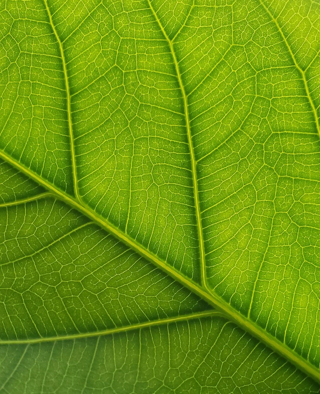 leaf-photography-2025.jpg