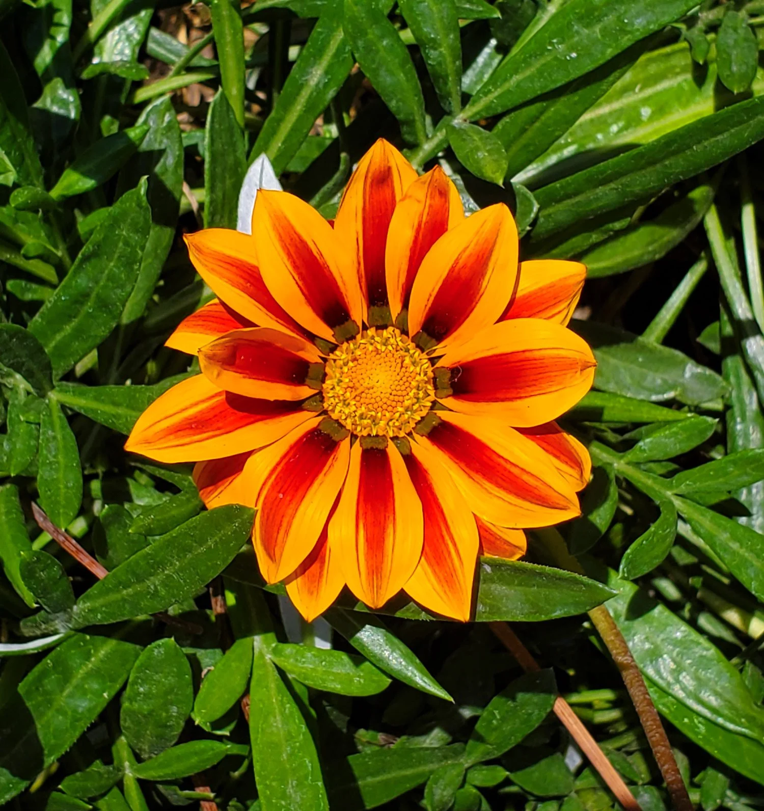 atlixco-flora-edit.jpg