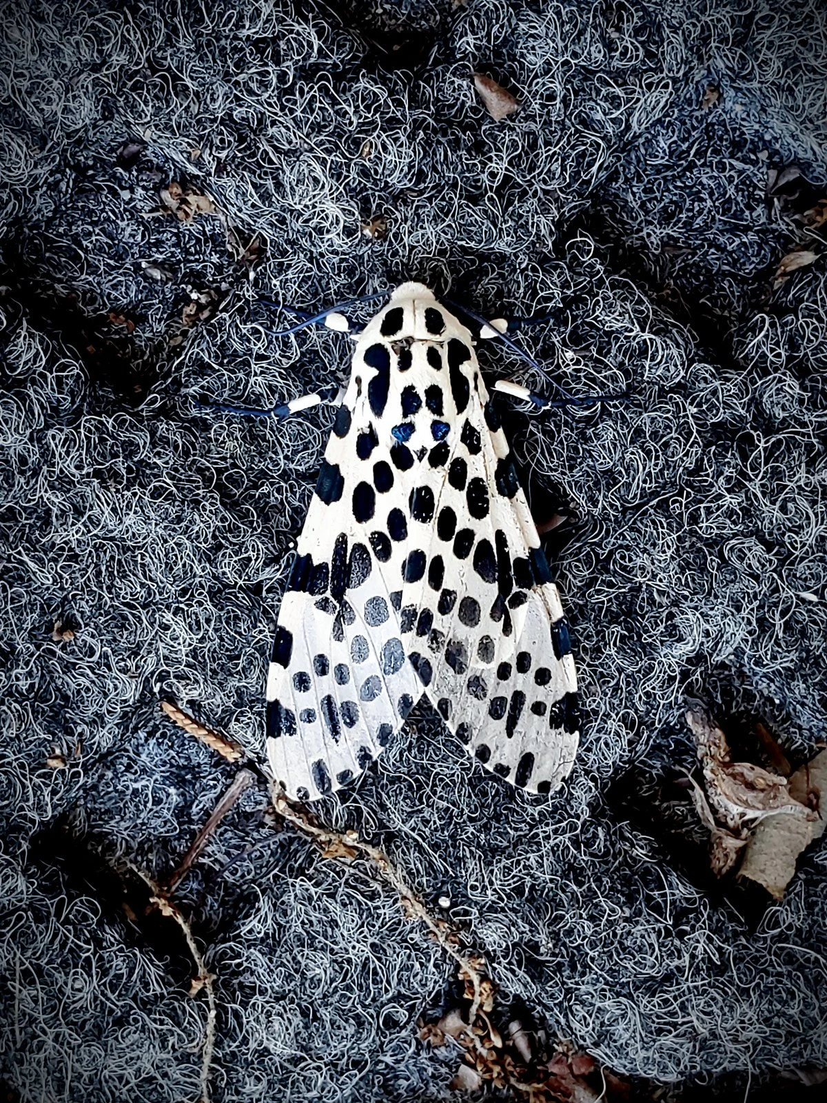 leopard-moth-clt.jpg
