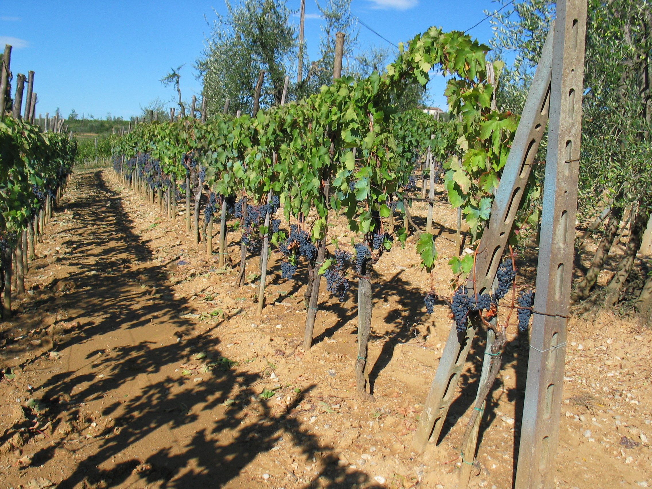 Chianti vineyards