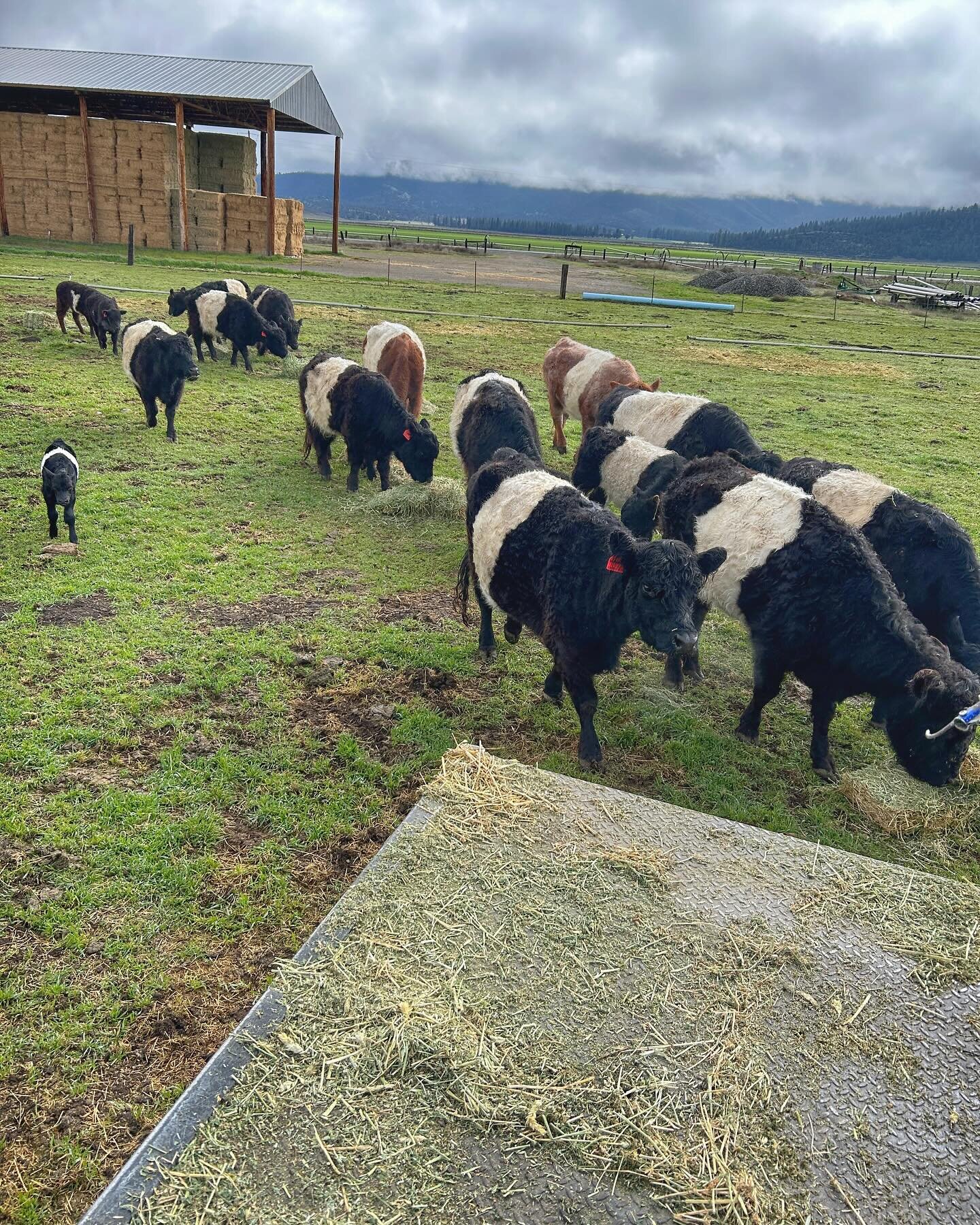 POV from a flatbed on a Sunday morning. 
Beltie feeding and tagging a surprise bull calf. 

#californiaaglife #scottvalley #californiabeltedgalloway #instagood #beautiful #cattlewomen #happy