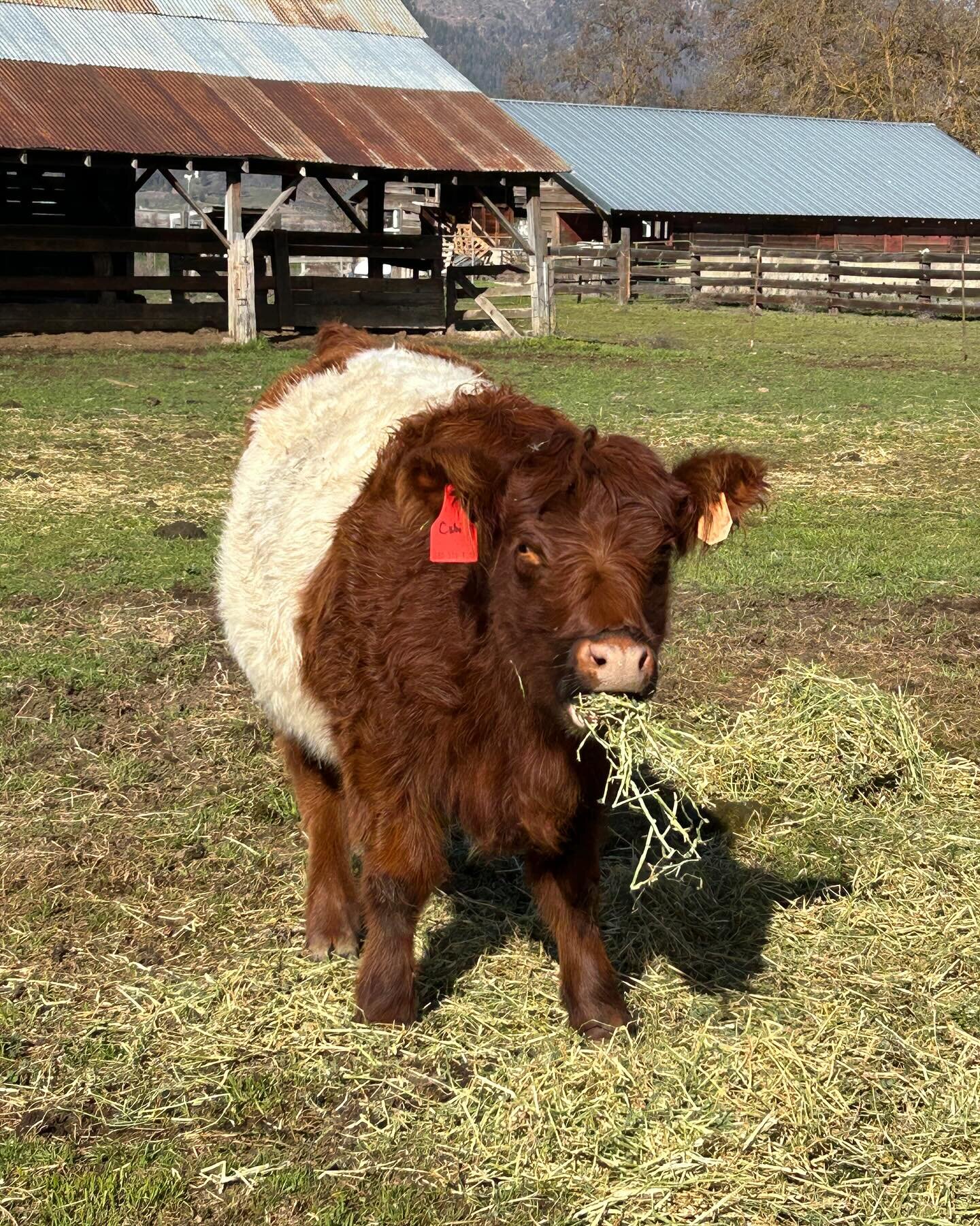 March 2024 Employee of the Month

Cabernet, or Cabi as we call her, has the honors this month. She&rsquo;s a short and stout
Beltie and is an efficient snacker. Cabi&rsquo;s dad is the distinguished Sir Khan, a
fancy guy from the Stewart Ranch in Nap
