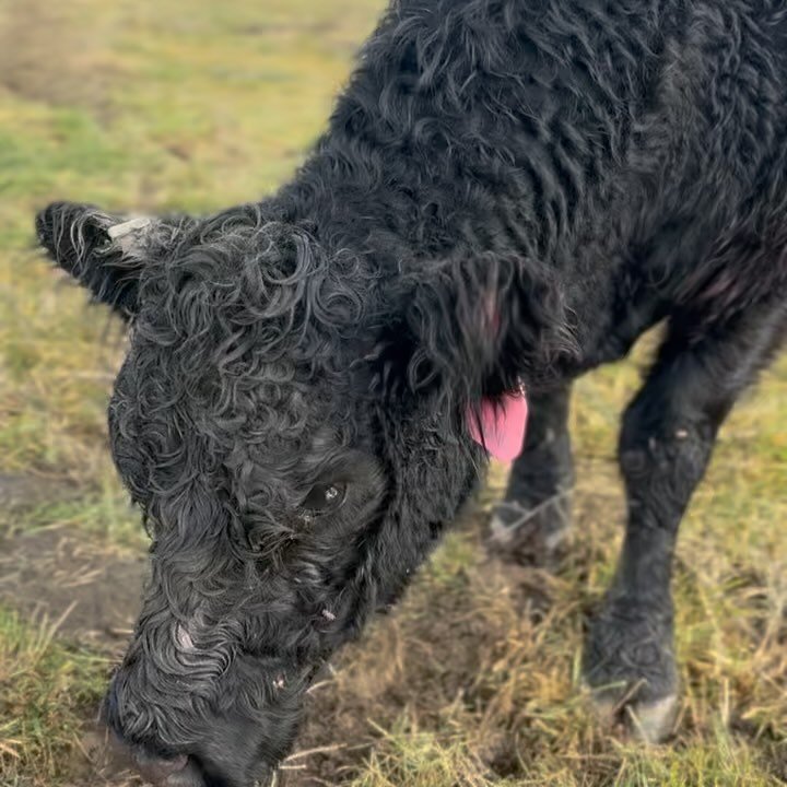 November Employee of the Month -  Yolanda

Meet Yolanda, or Yoli as we like to call her, has consistently exceeded expectations in her breeding role, demonstrating exceptional skills in calving and team building. Her ability to proactively identify a