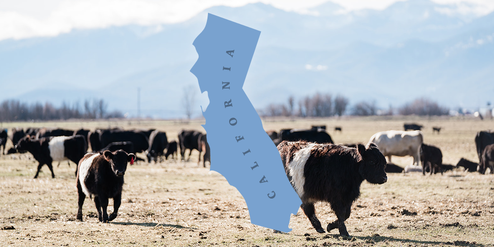 the state of california ontop of a photo of beltie cows grazing in a field