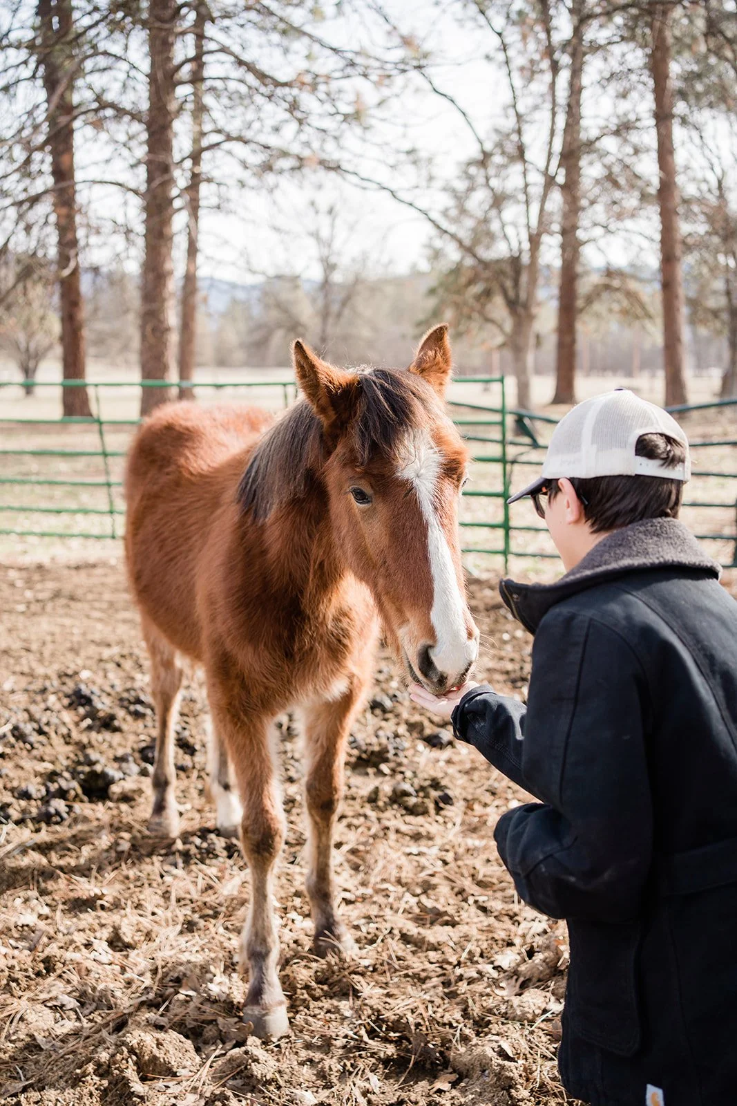 a young boy feeding a horse from his hand with his back to the camera