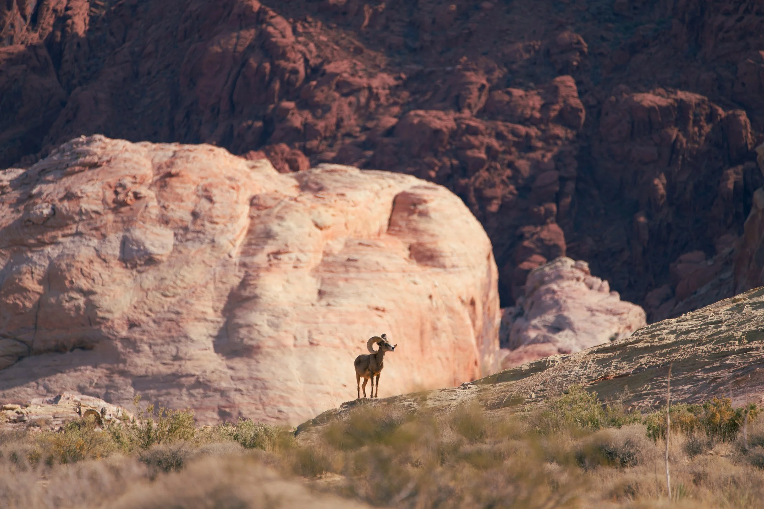 bighorn_sheep-4.jpg