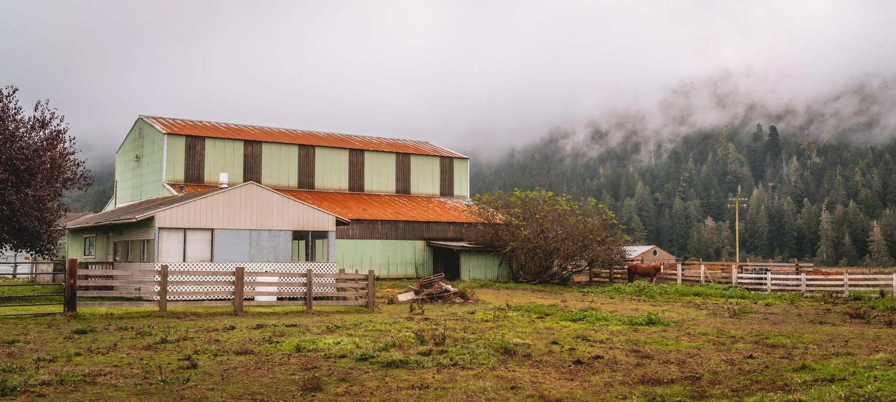 SF_Bodega_Redwoods_Day67_20221015_579.jpg