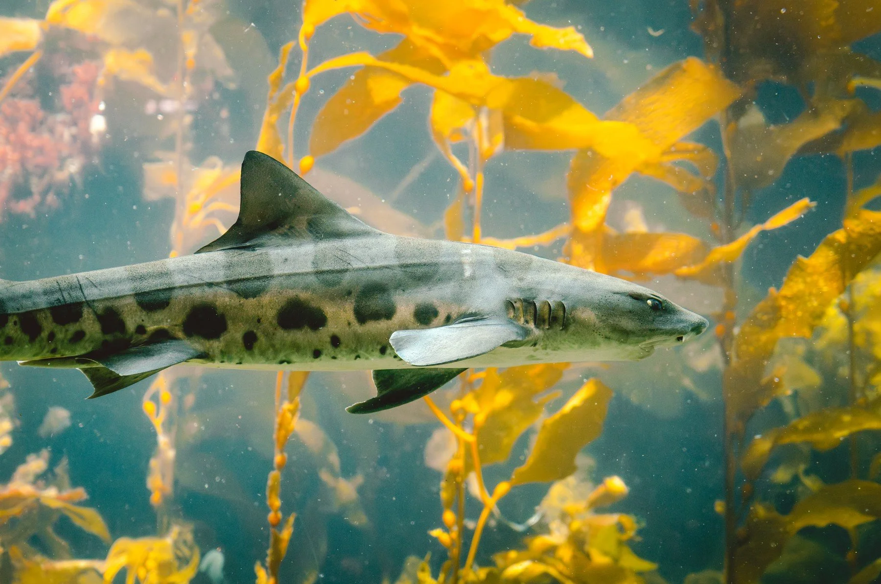 Monterey Bay Aquarium