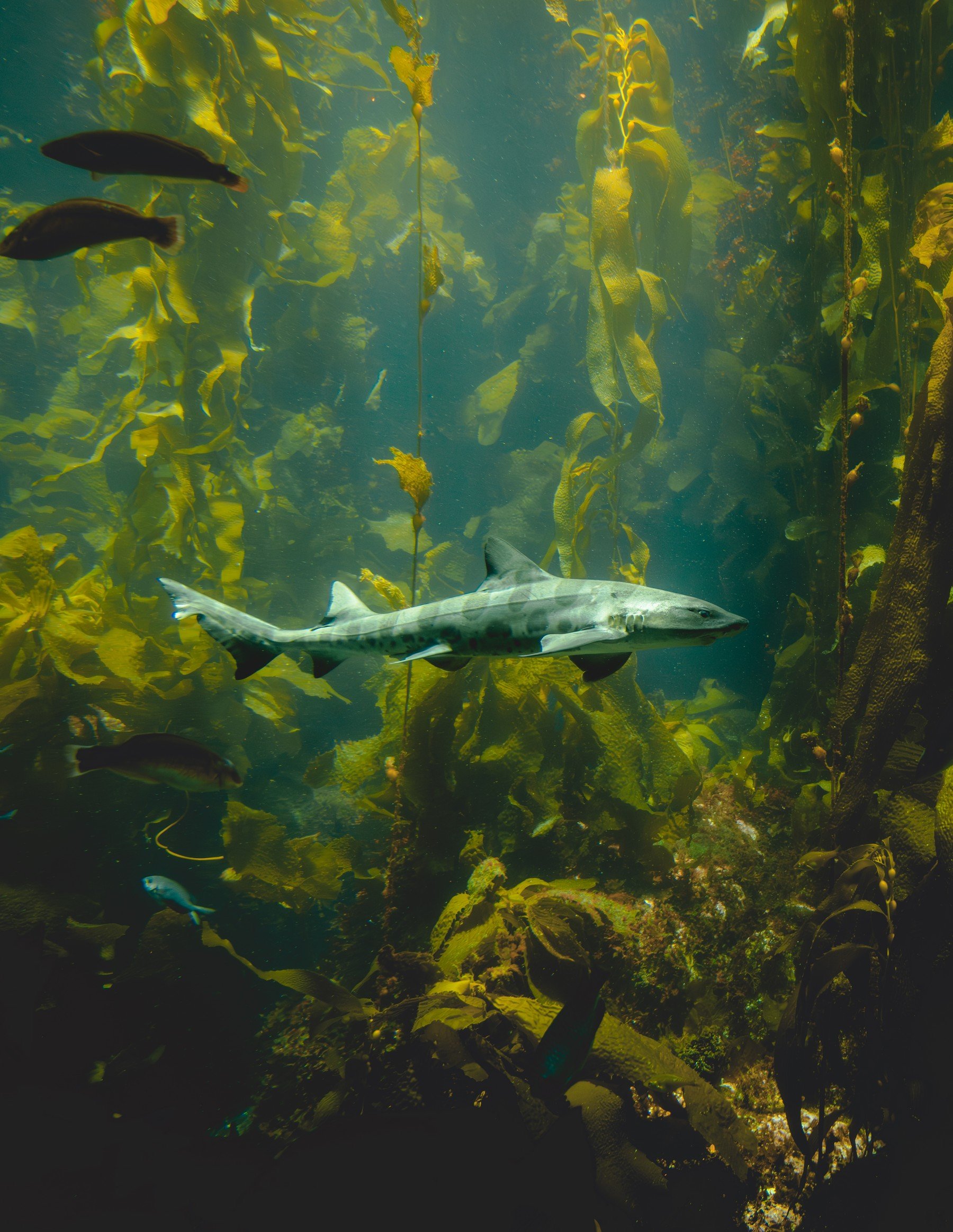 Monterey_20260523_177.jpg