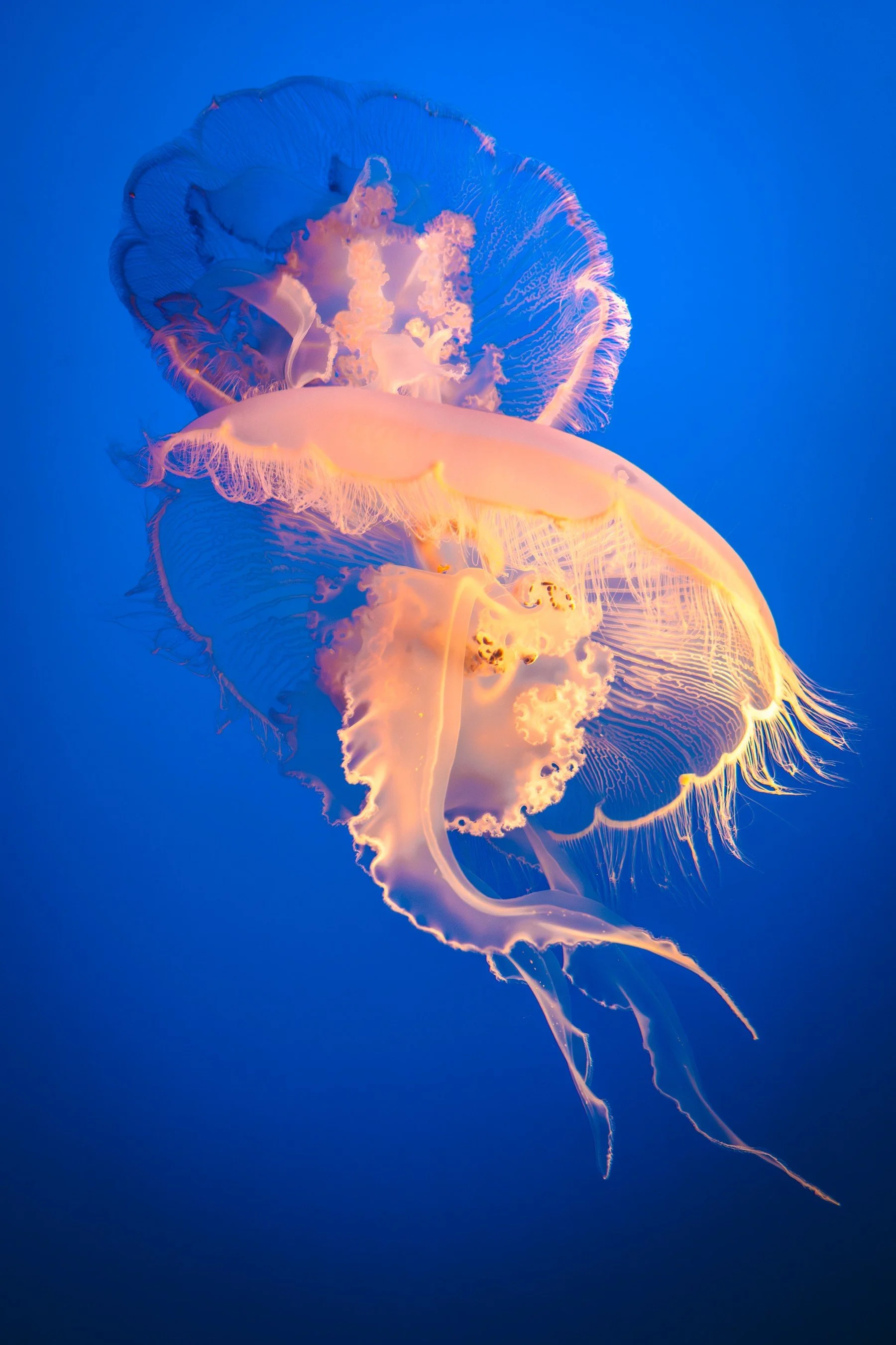 Monterey Bay Aquarium