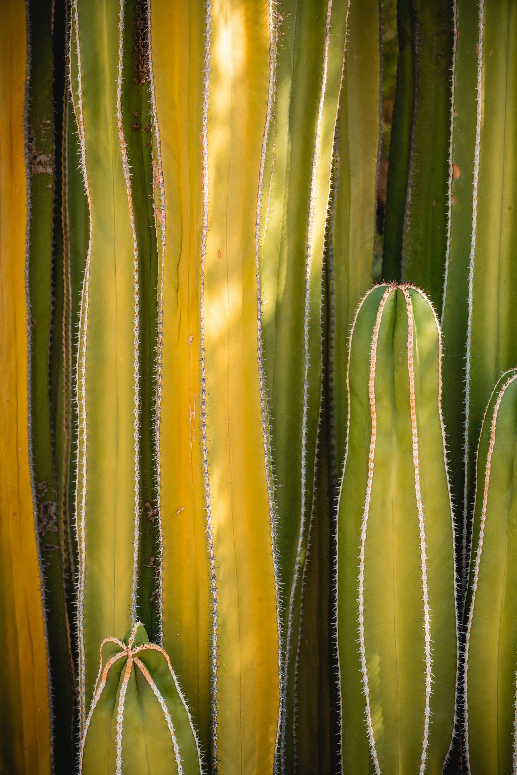 Phoenix Botanic Garden