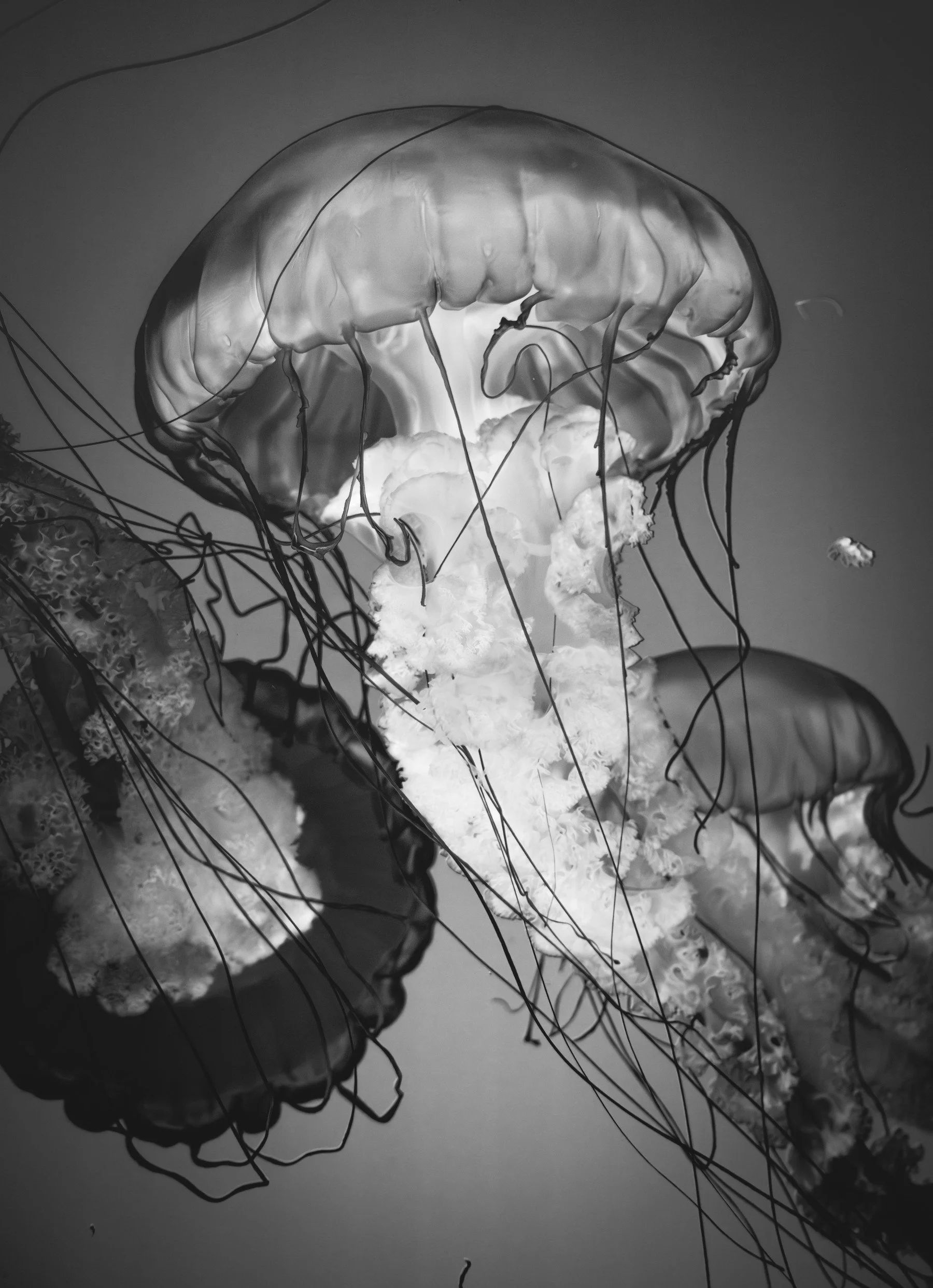Monterey_20260523_296.jpg
