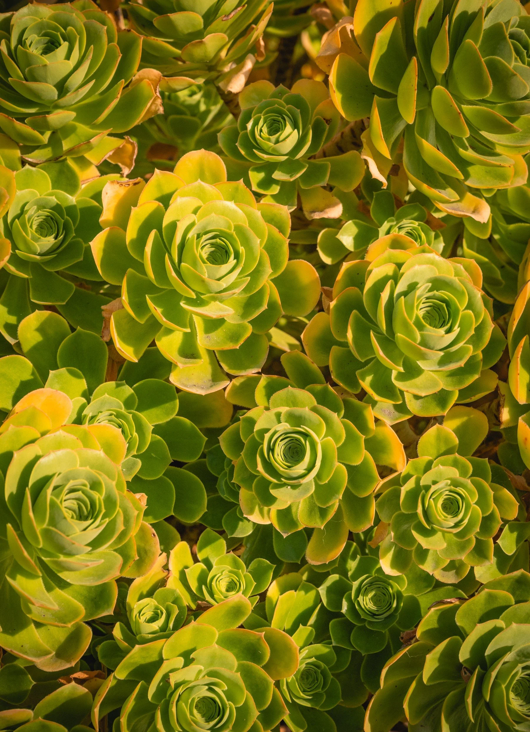 Monterey_20260523_513.jpg