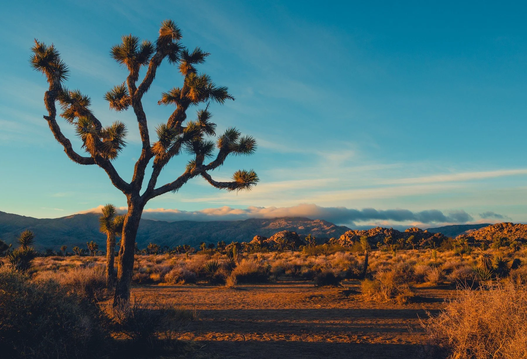 Joshua Tree