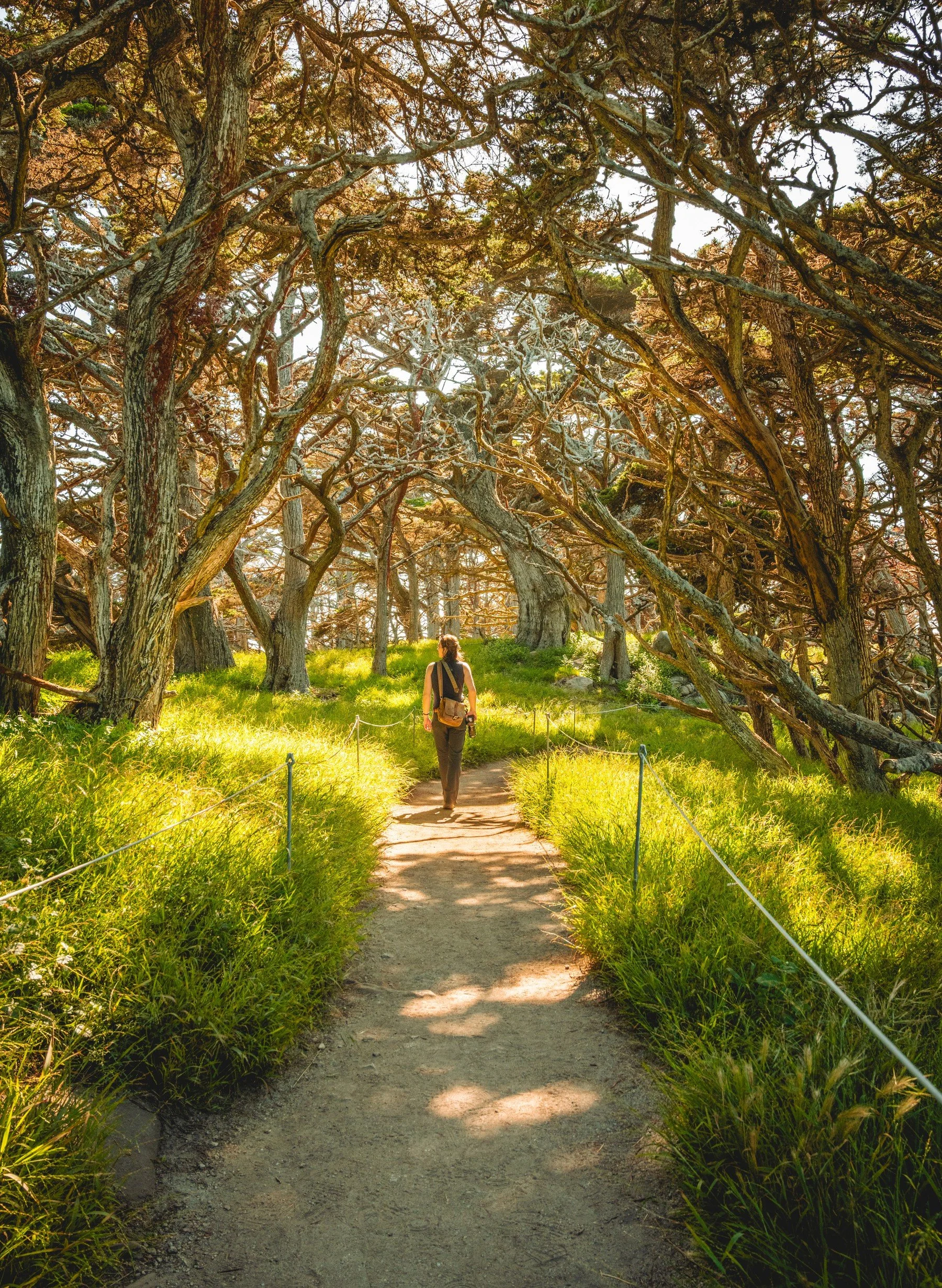 Point Lobos