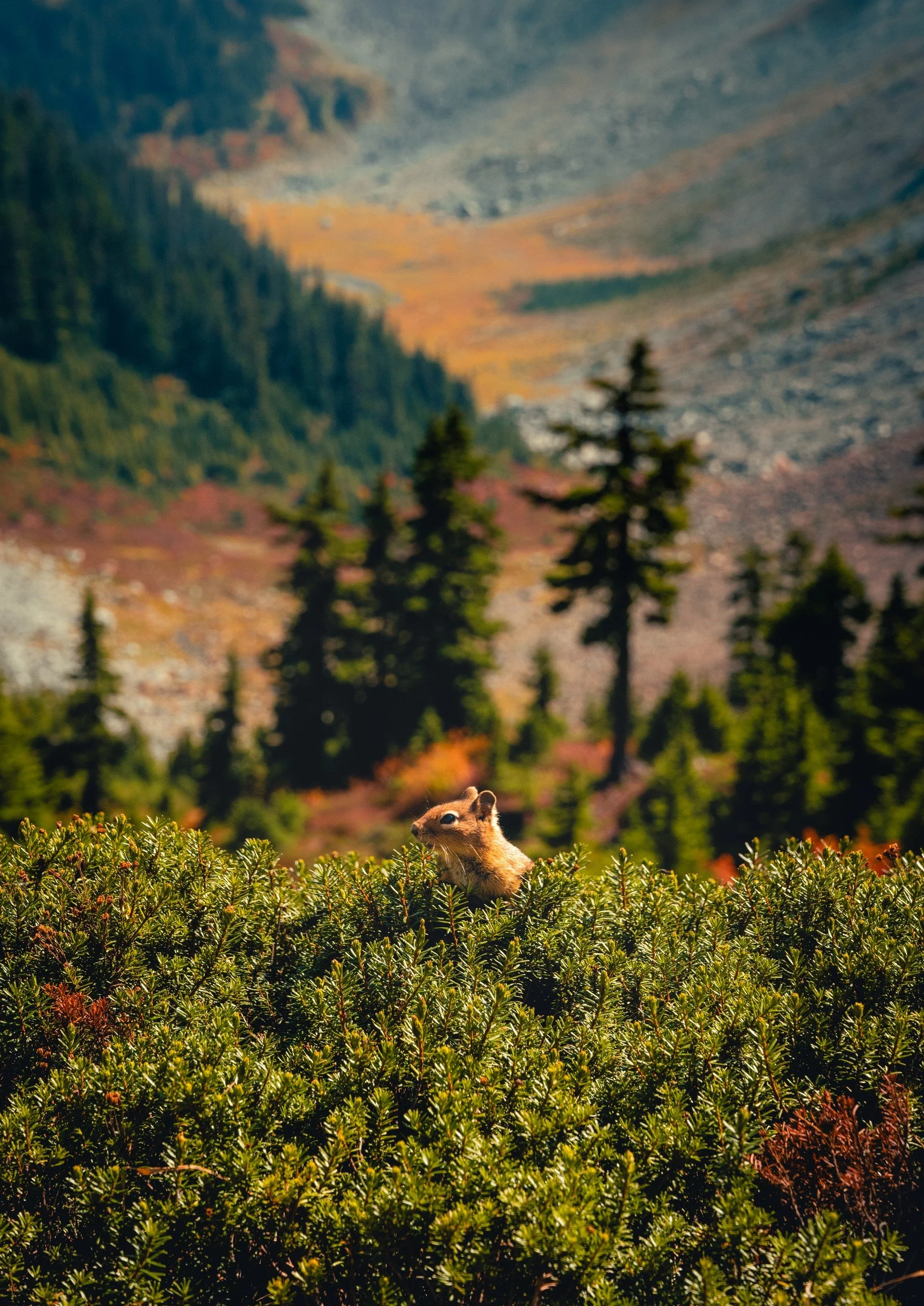 CascadesRainier_20260919_422.jpg