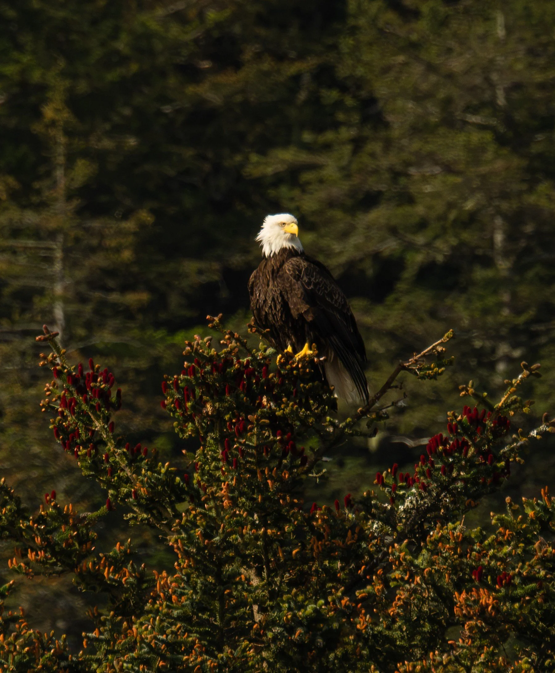 Alaska_SewardKenai_20260627_317.jpg