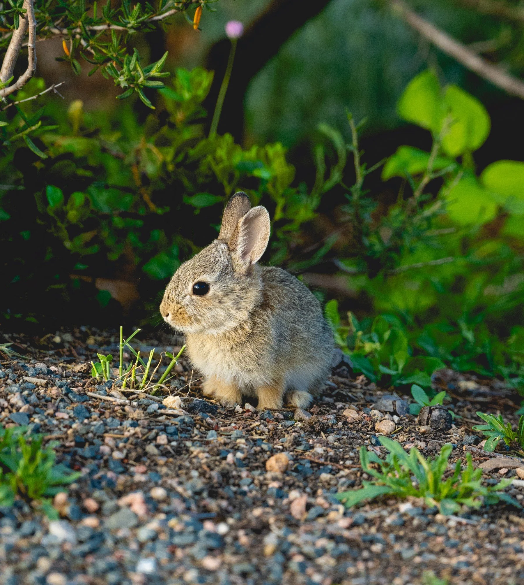 Denver Botanic Garden