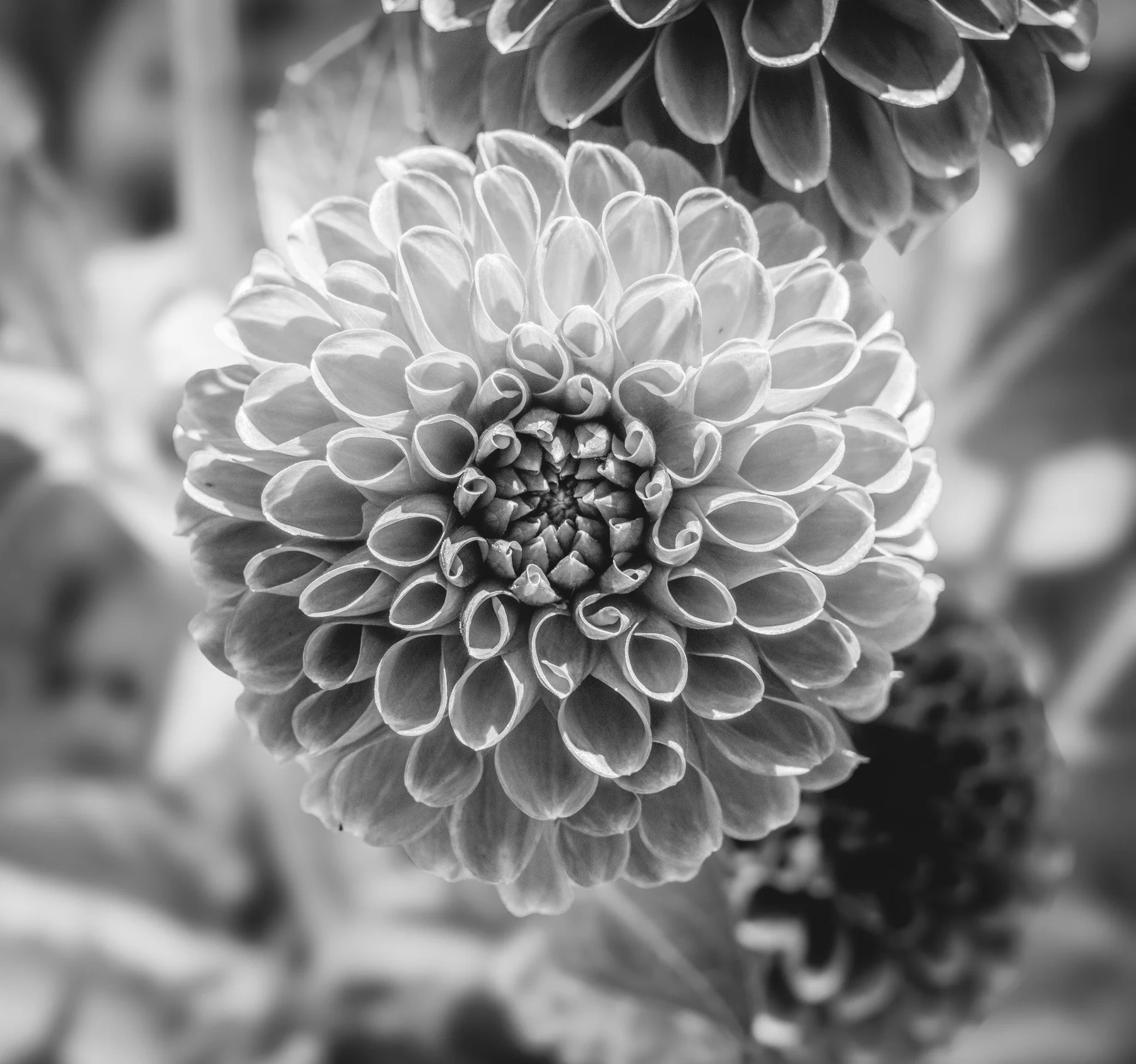 Chicago Botanic Garden