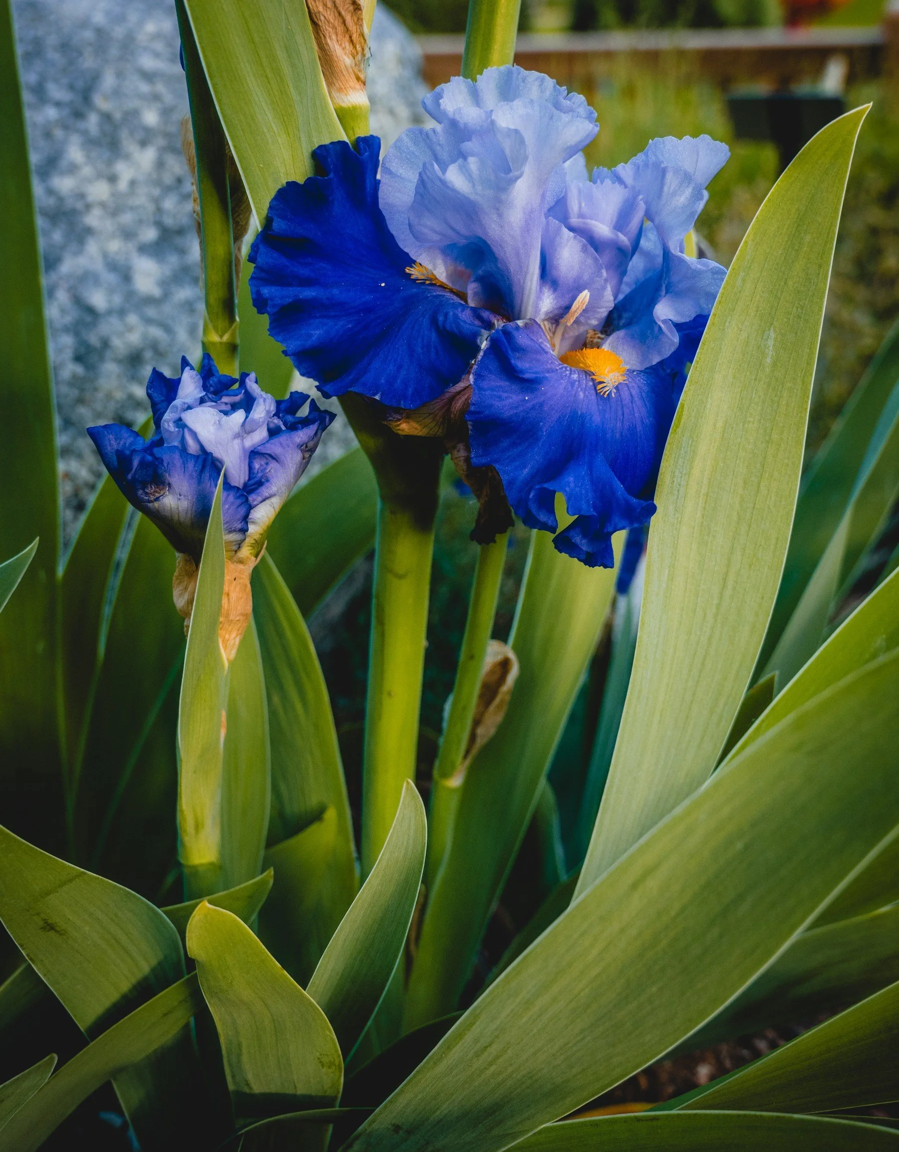 Denver Botanic Garden