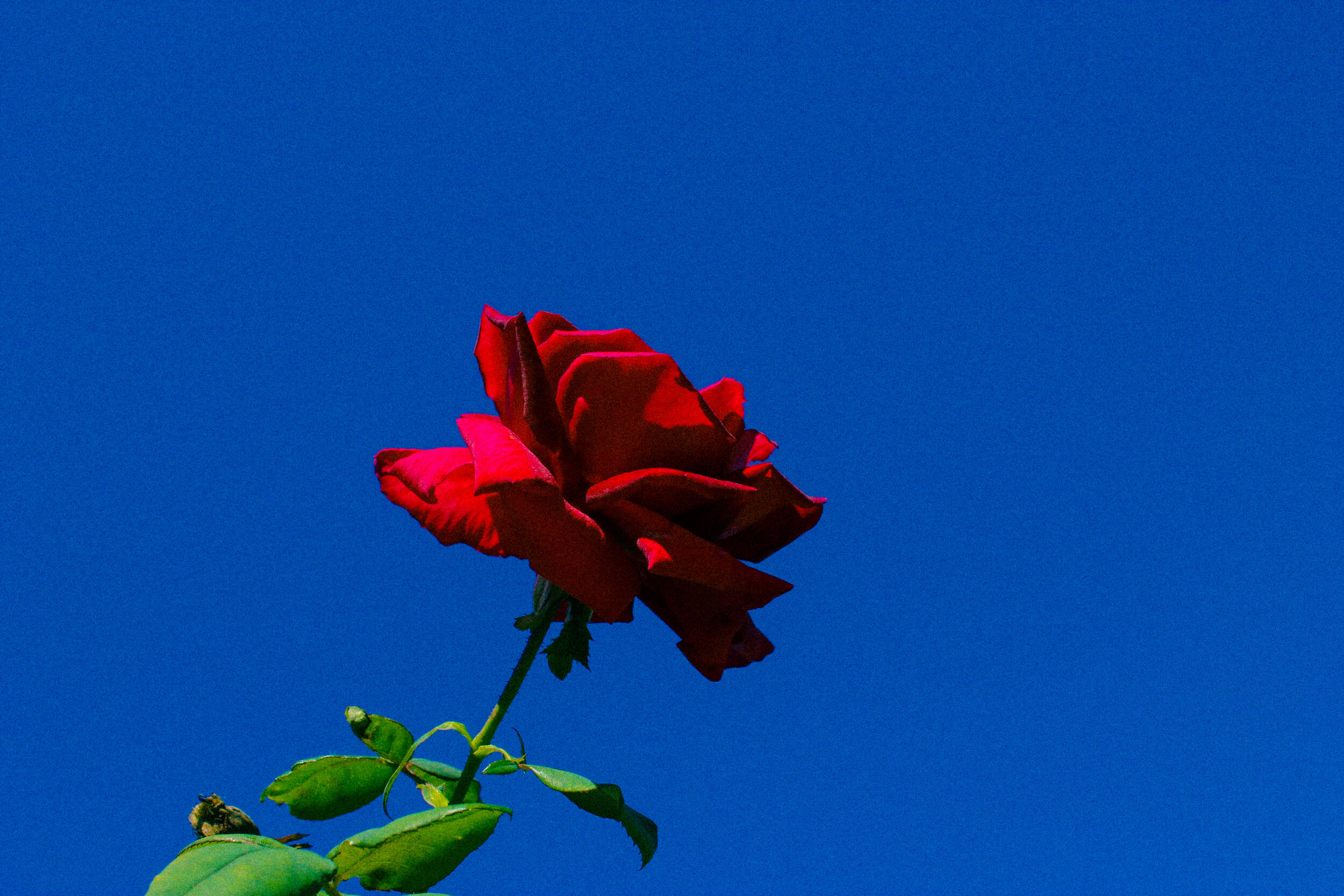 red rose.jpg