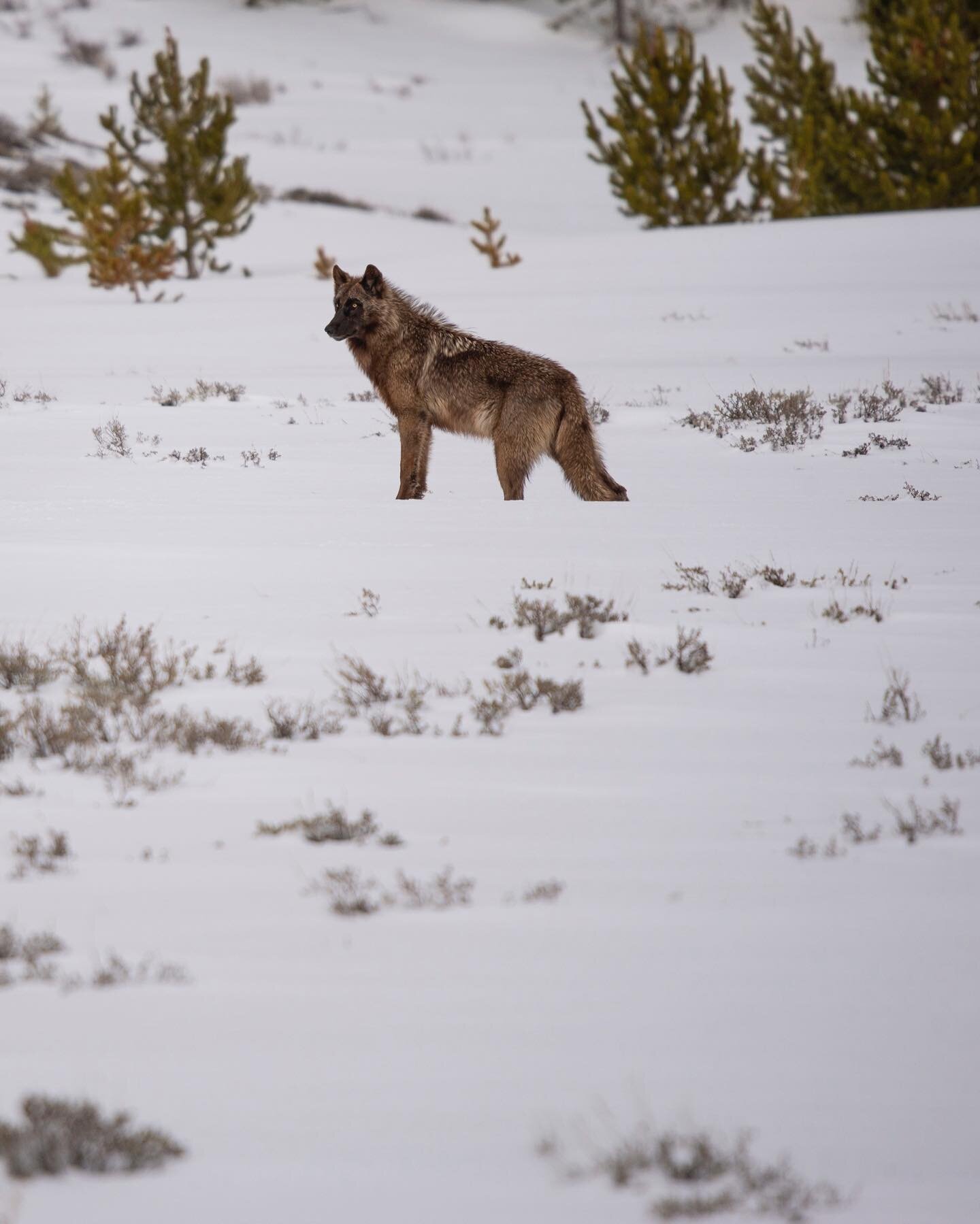 Was able to get down to Yellowstone over the weekend and got to see wolves! It was my first time ever seeing any so I&rsquo;m stoked to have spotted them and gotten pictures, it was fun listening to them howling to one another
.
.
.
#wolf #wolves #wo