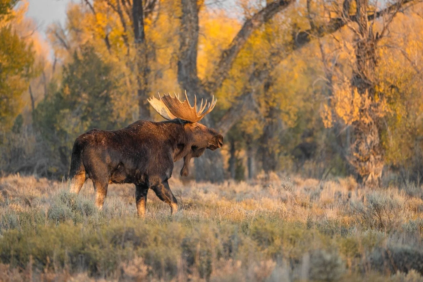 Bull moose in Grand Teton from about a month ago
.
.
.
#moose #bullmoose #grandteton #grandtetonnationalpark #nationalpark #wildlife #fall