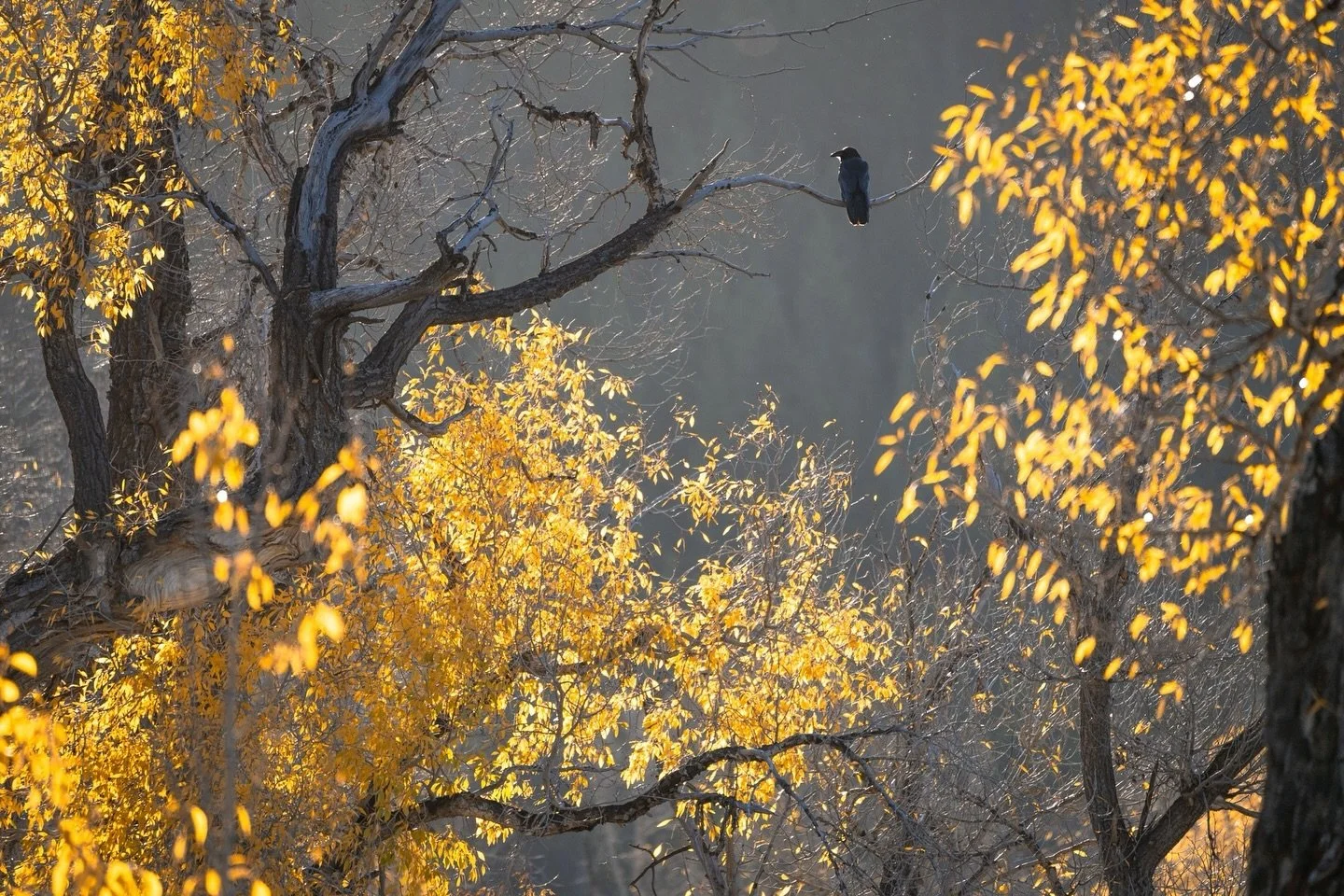 Happy Halloween! Thought this photo would be perfect to post today, hope you enjoy!
.
.
.
#raven #fallphotography #photography #wildlife #wildlifephotography #grandtetonnationalpark #halloweenphotography #nationalpark