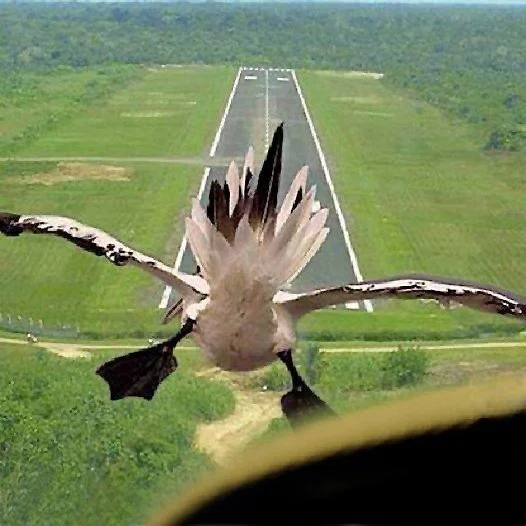 Short Final