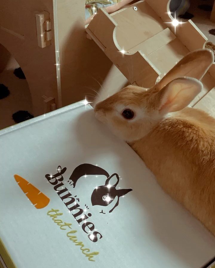 Look what just came today 
🤩💗🐰

Angel couldn't help but claim it! 

Her boxes from @bunniesthatlunch arrived today and Angel is LOVING IT! 

We have a little surprise inside My Rabbit Diary that will allow you to get discounts 💗🐰. 

You will be 