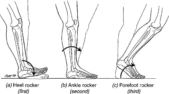 The-three-foot-rockers-occurring-during-stance-phase-of-the-gait-cycle-a-the-heel.png