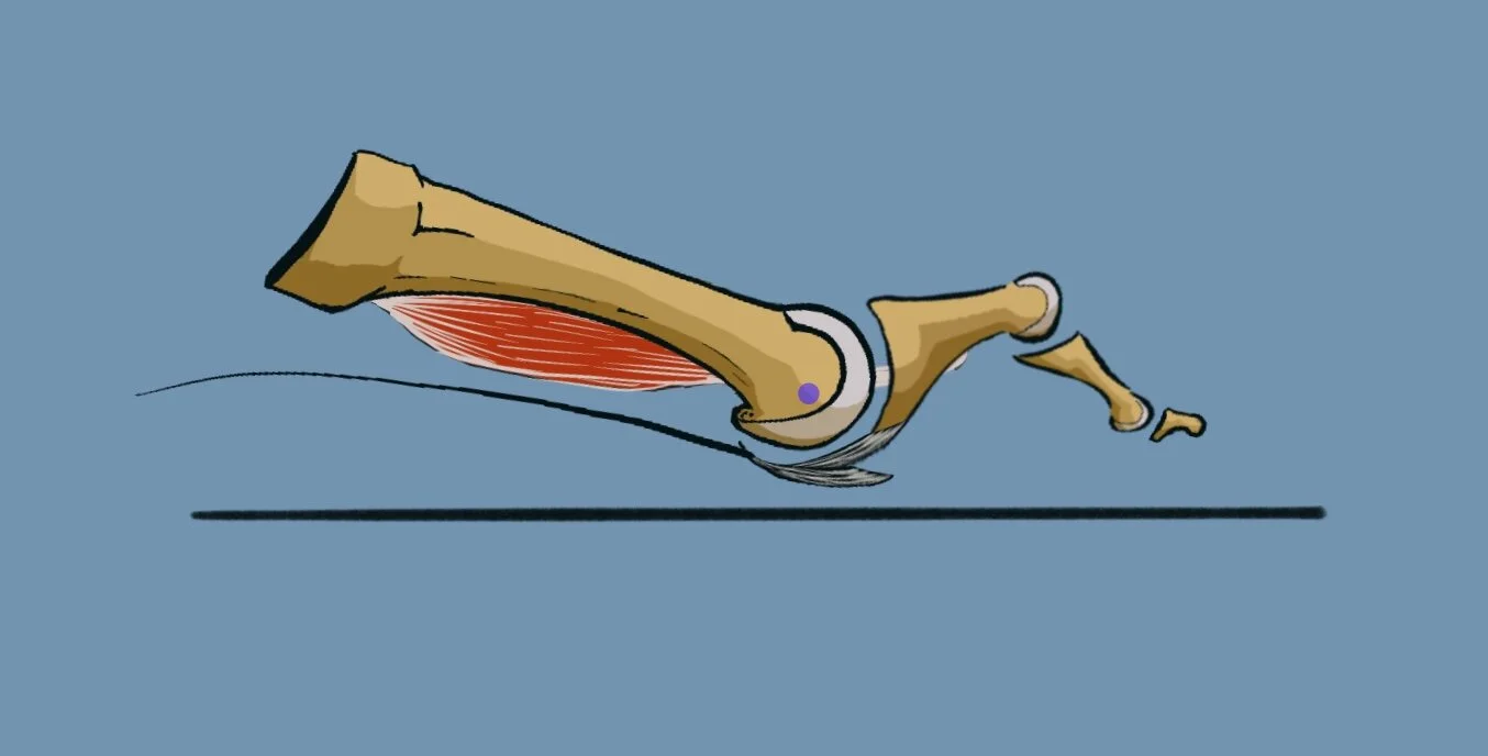 Lower center of rotation