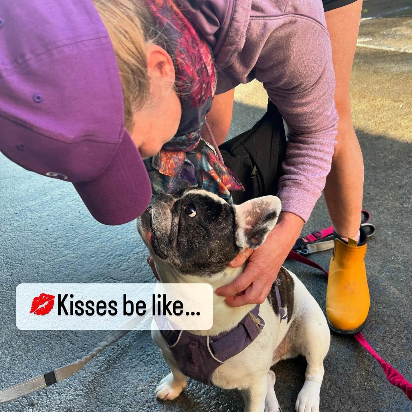 🙋🏼&zwj;♀️Bringing some sunshine and kisses to this Melbourne rainy day😝😍
#love #kisses #rainydays #sunshinebringiton #purebliss #frenchbulldogs #grateful #smiles #happiness #lovemyjob #whytewhispers