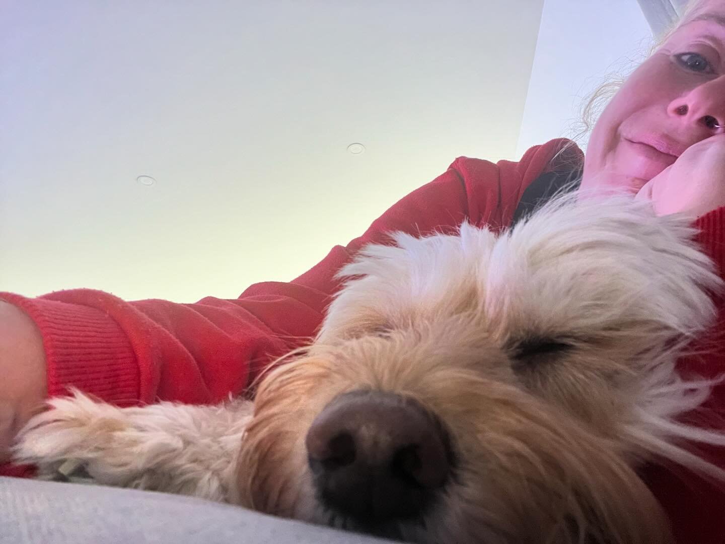 🙋🏼&zwj;♀️Ladies and gentlemen: The Snoz🐽👃🏼😂
#funnymemes #dogtrainerslife #snoz #love #soundasleep #mondaymotivation #oodles #dogsitting #gratefulheart #lovemyjob #whytewhispers