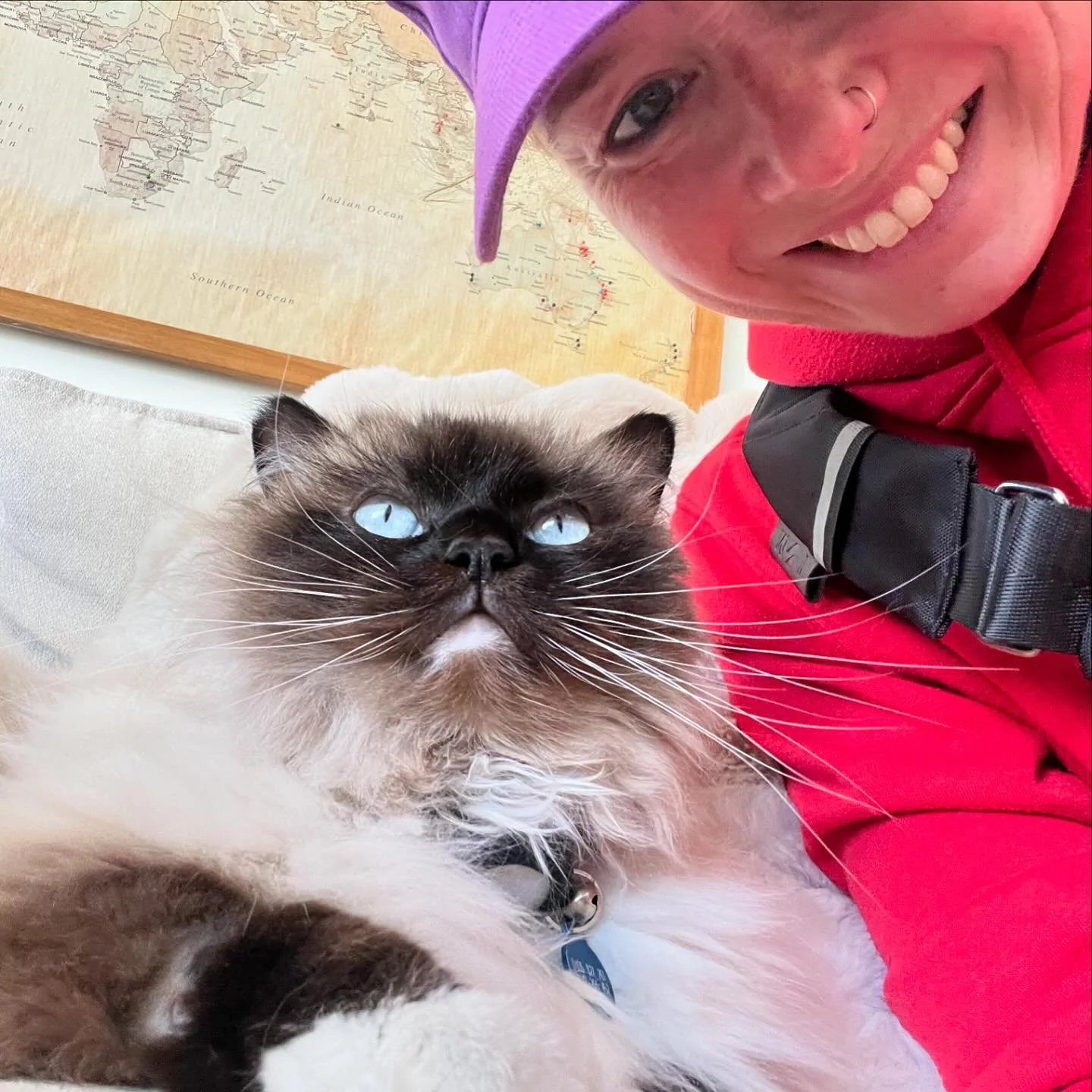 Sundays😻
#cats #purring #ragdoll #blueeyes #friends #friendship #love #grateful #sundaykindoflove #lovemyjob #whytewhispers