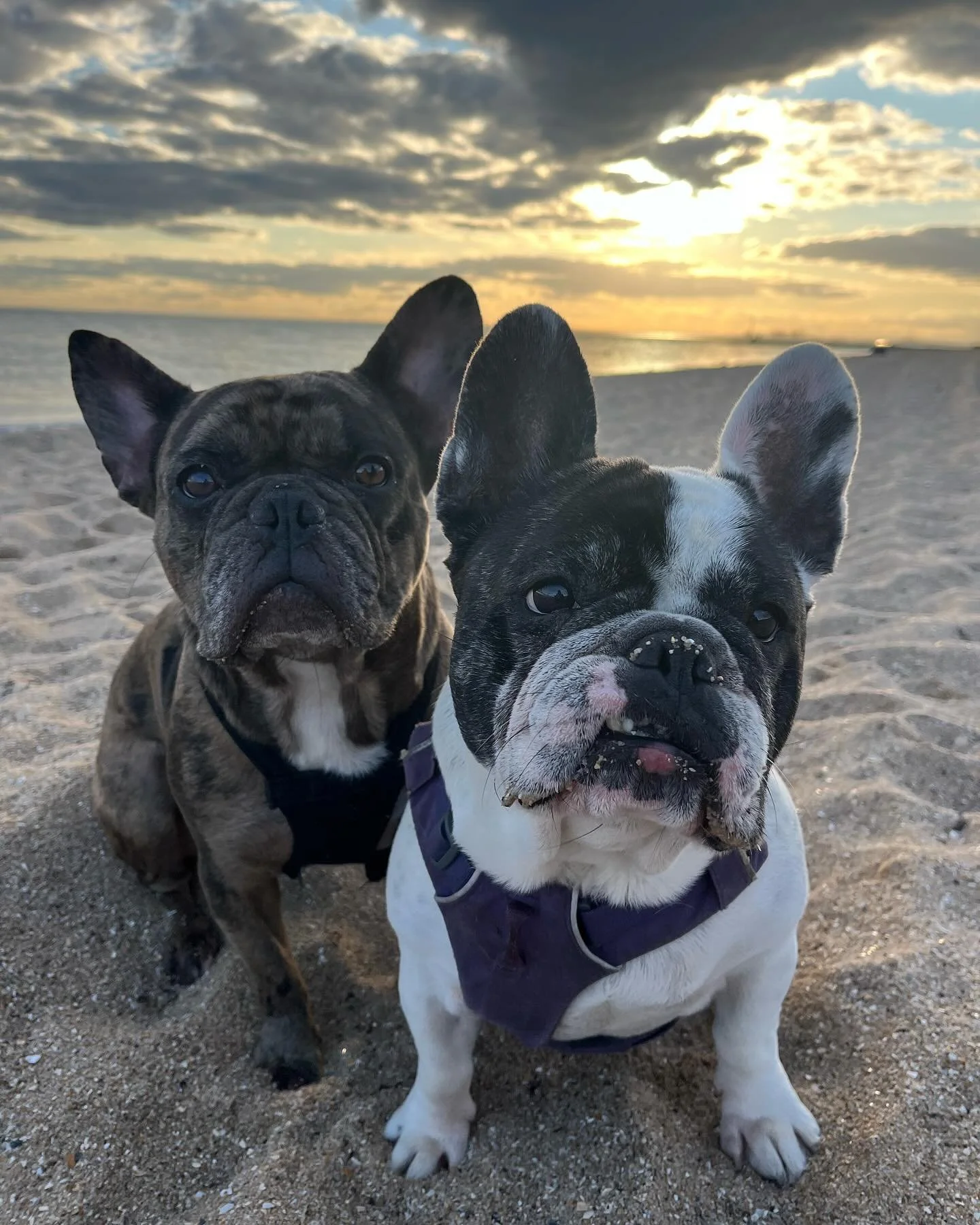 🐶🐶Funny Brothers😜
#dogtrainerslife #sunset #beachlife #cutenessoverload #happytimes #frenchbulldogs #grateful #walkies🐾 #elwoodbeach #lovemyjob #whytewhispers