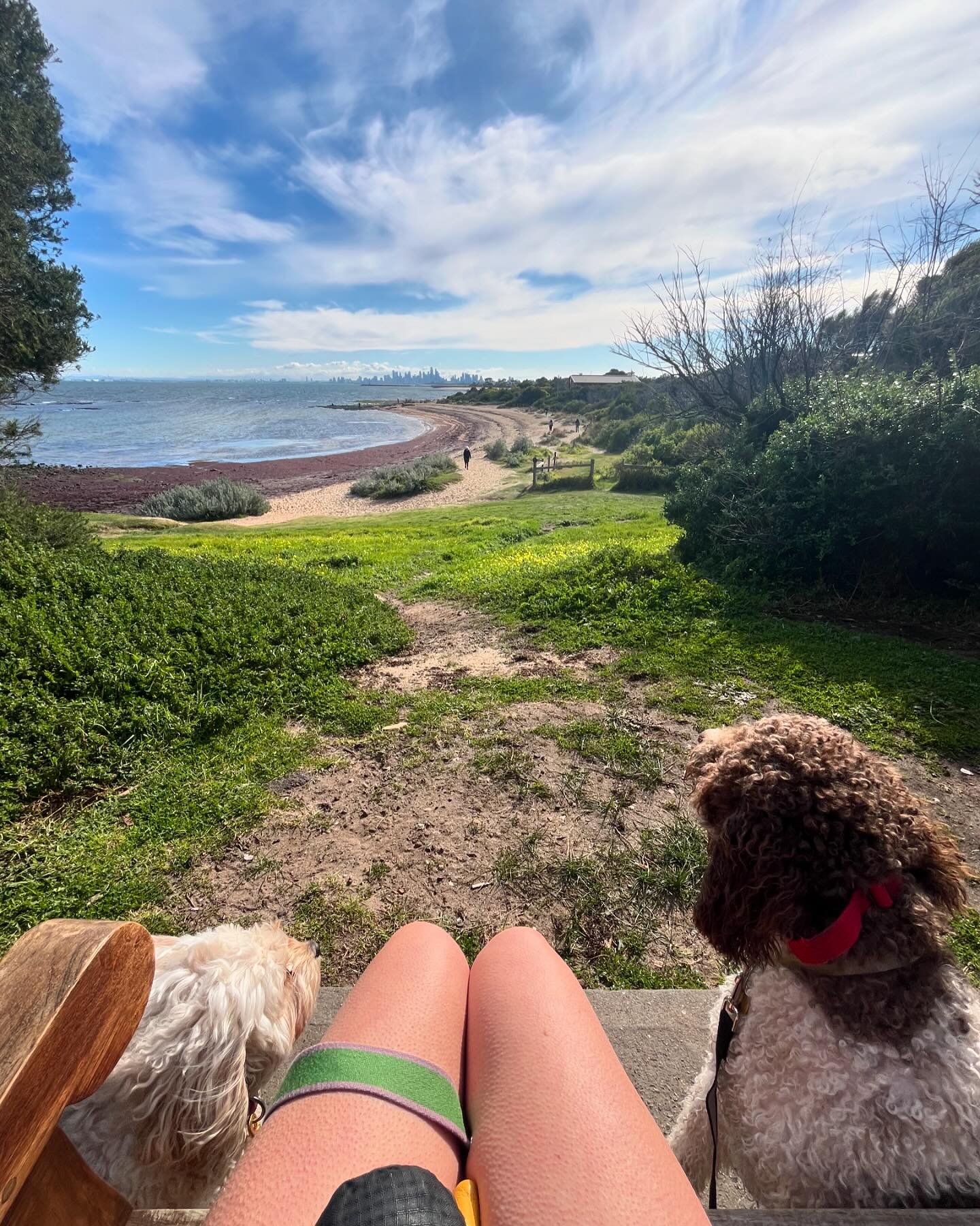 🙋🏼&zwj;♀️Best view of the city! Old loves: just grateful!🙏
#dogtrainerslife #dogfriends🐾 #love #grateful #happiness #lagotto #cavoodle #cityview #melbourneviews #lovemyjob #whytewhispers