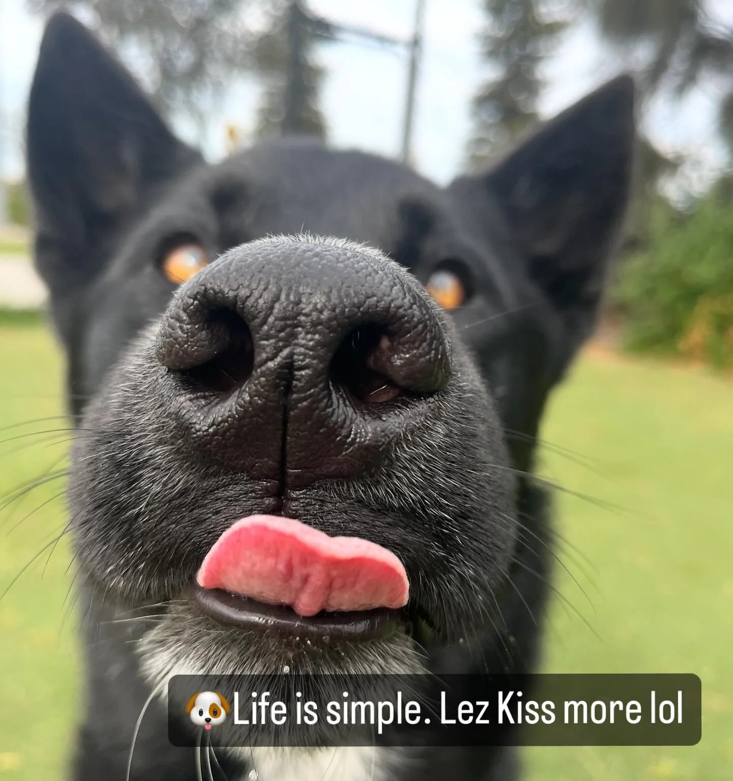 🙋🏼&zwj;♀️Dogs are have the amazing ability to live in the now. They don&rsquo;t care about yesterday or tomorrow. THEY  JUST ARE. 🙏

As Oscar (in the pic) says: 🐶 &ldquo;Let&rsquo;s kiss more!💋 life is simple. 

#kisses #dogtrainer #love #thetim