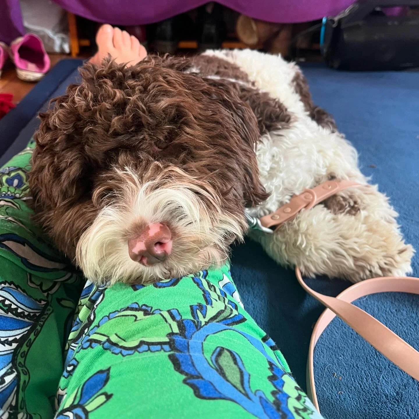 😇Joy in the little things: being able to have my coffee while she chills, is priceless! It&rsquo;s been a journey 🤪but we finally got through the first night without hiccups! 
Even if some times you drive me nuts, you&rsquo;re a good girl Frankie! 