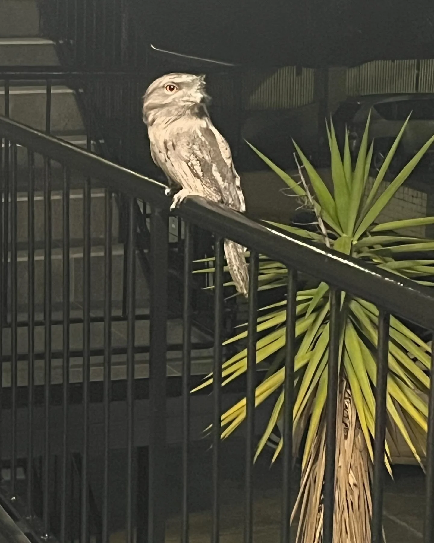🙋🏼&zwj;♀️This amazing visitor appeared right outside my bedroom window tonight, no shit! I was absolutely stunned&mdash;it&rsquo;s my first time seeing this nocturnal beauty up close. I&rsquo;ve named him Jack Austin. He stayed for over an hour, wa