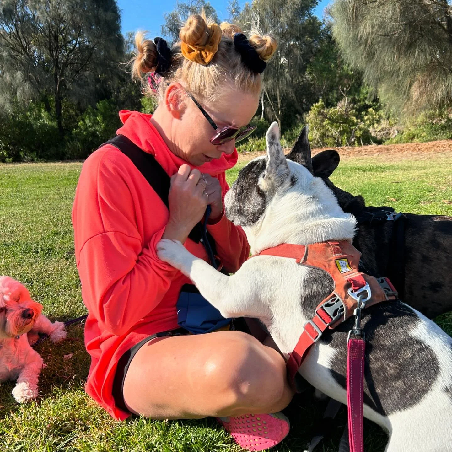 🙋🏼&zwj;♀️Pure love 🥰 from all directions lol
#dogtrainerslife #happiness #purebliss #cutenessoverload #frenchbulldogs #blessed #love #kisses #funny #lovemyjob #whytewhispers