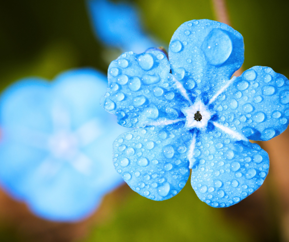 Week 28: Self-Reliance VS. Self-Reliance 