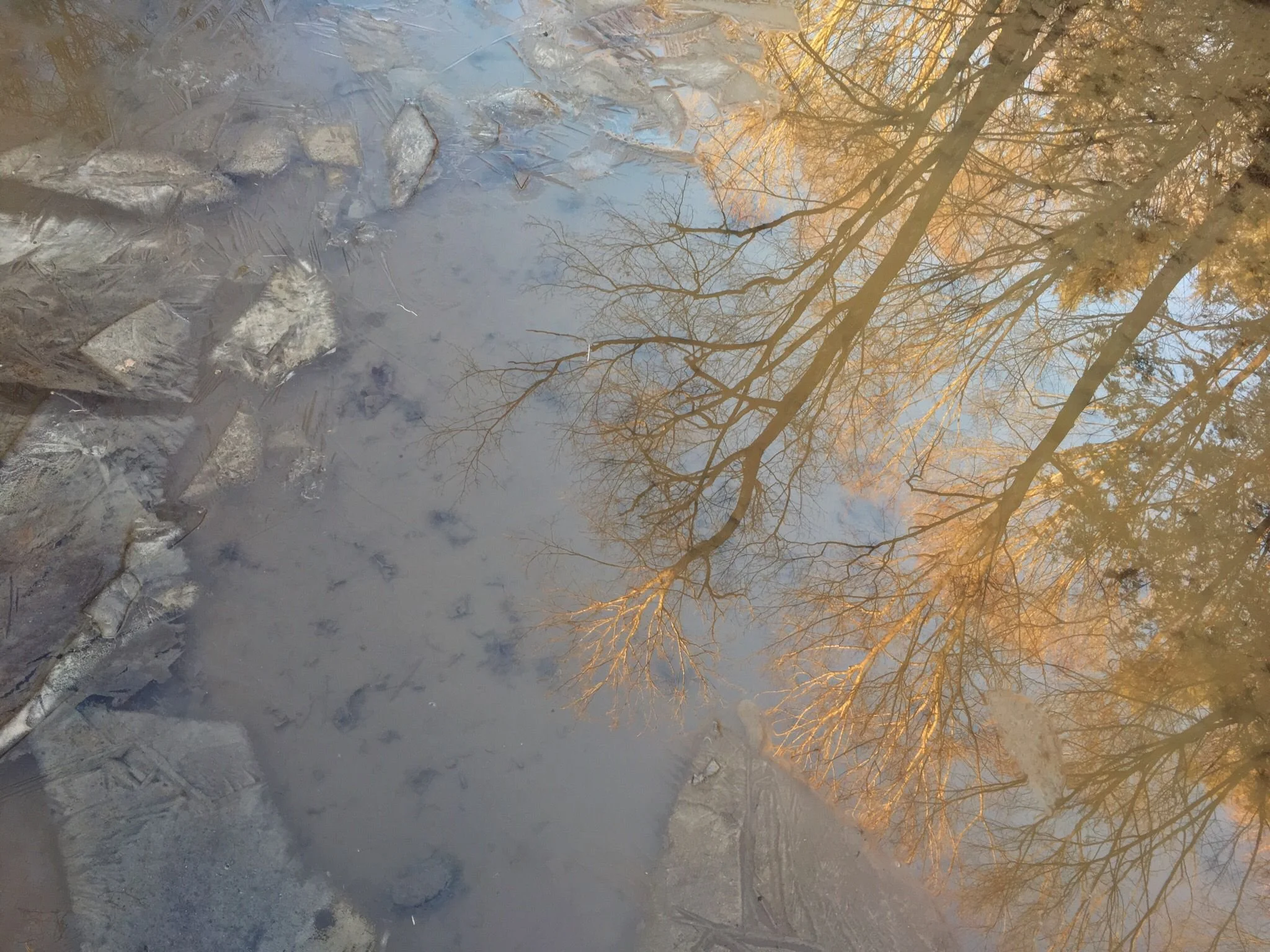 Taking Down a Cape Ash