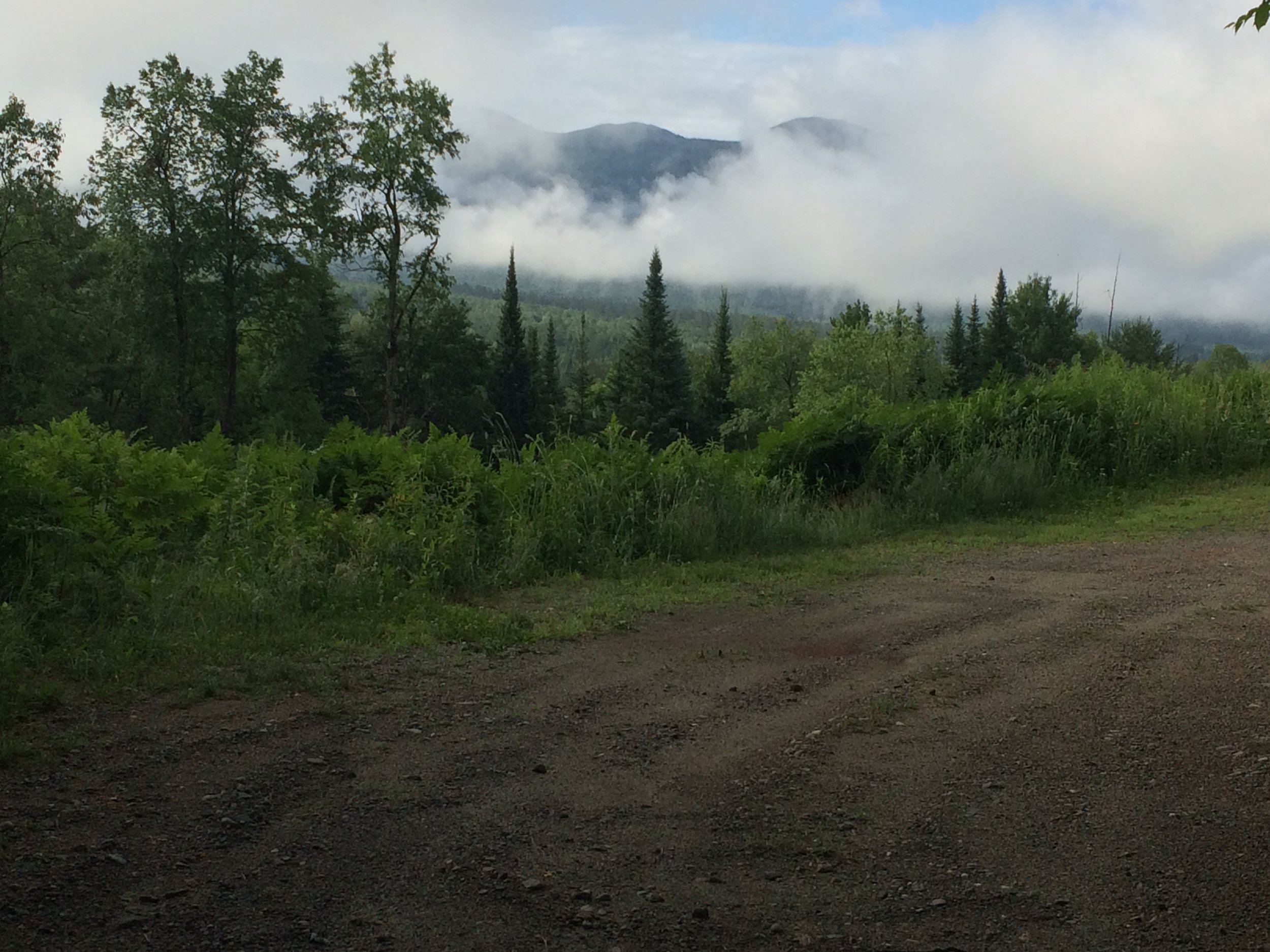 Because I Look to the Trees to Learn Why I Love You